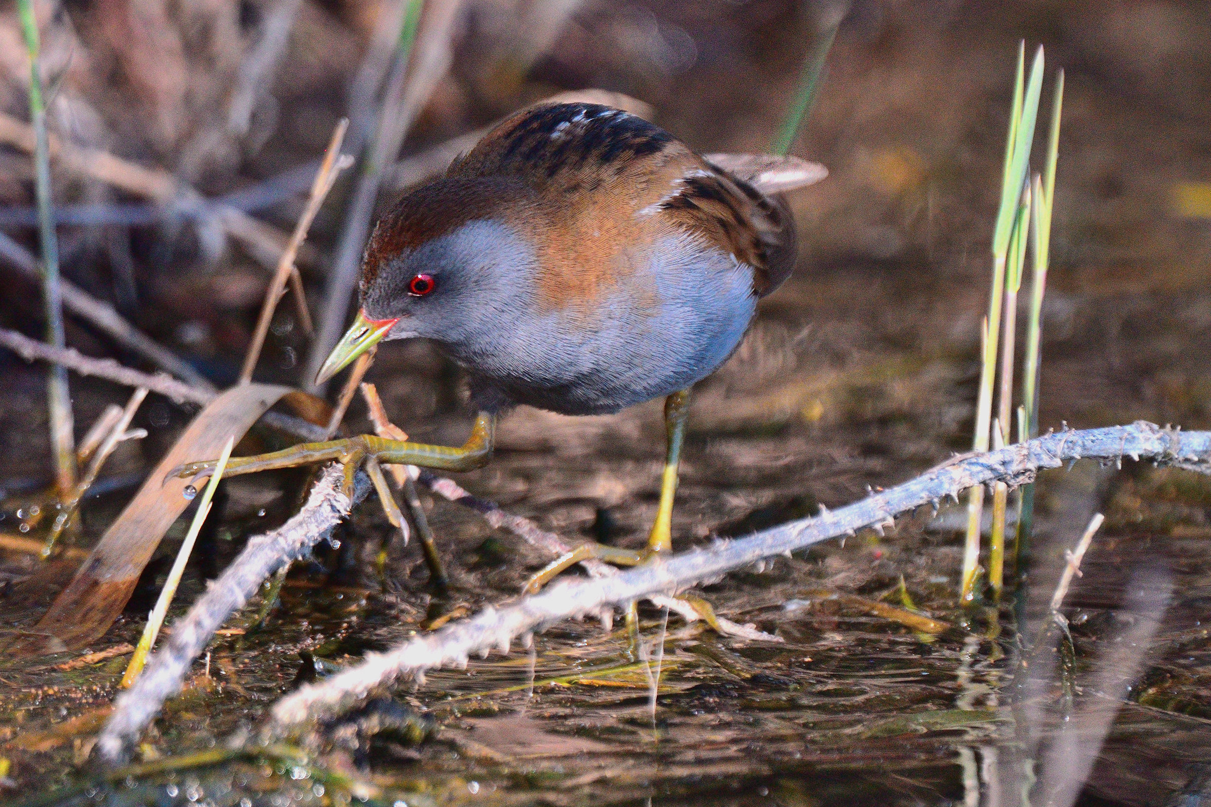 the Crake
