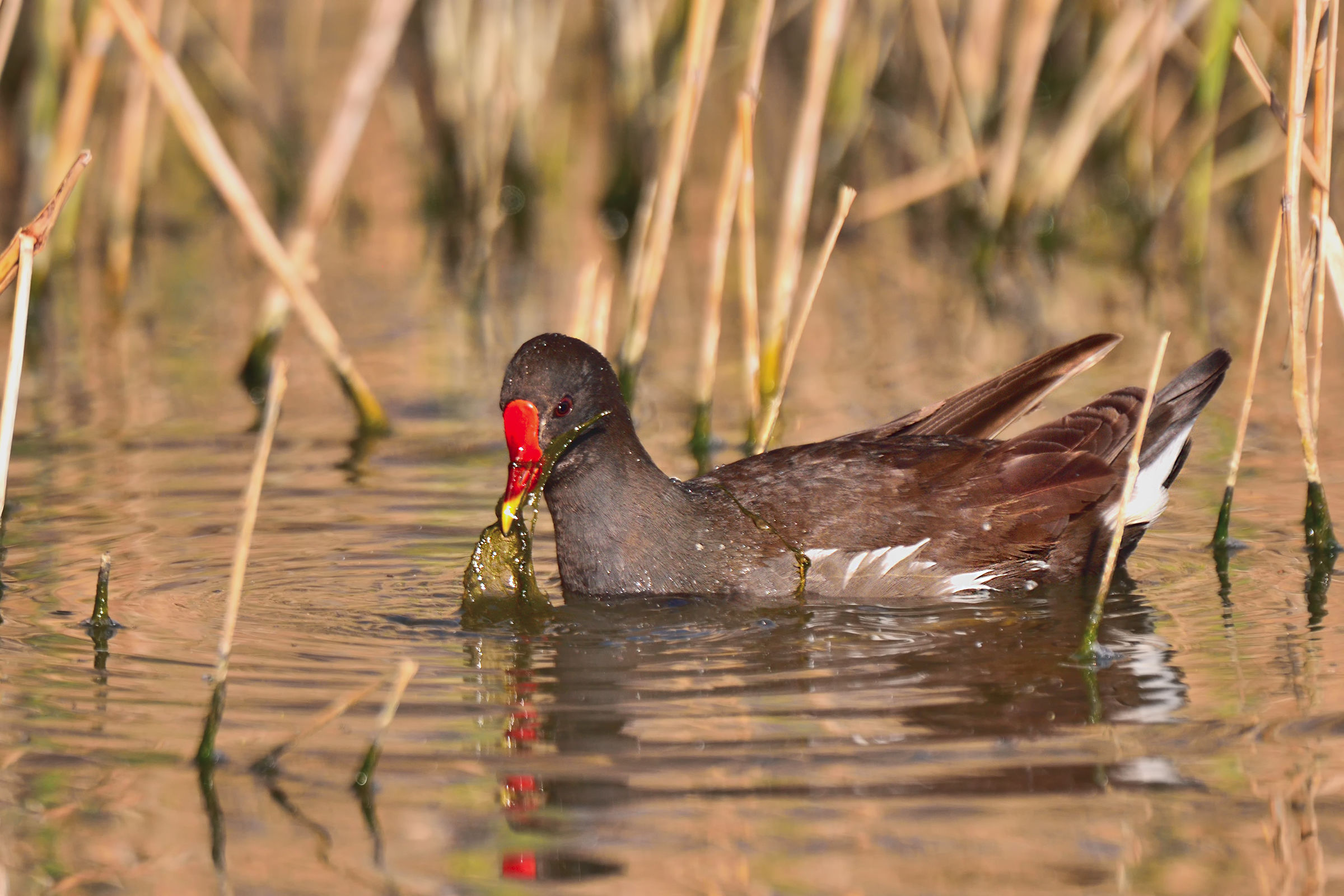 Moorhen