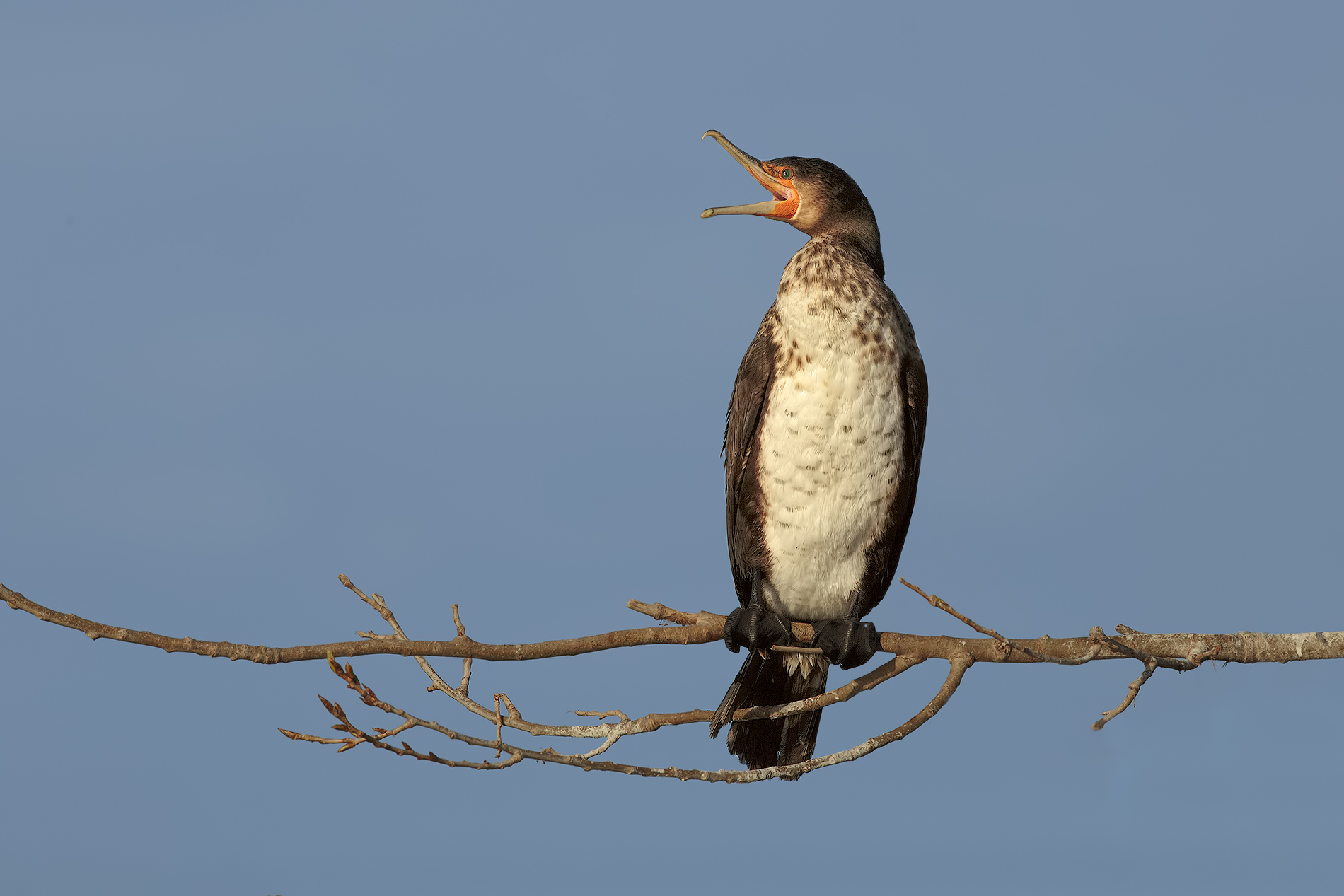 Cormorant
