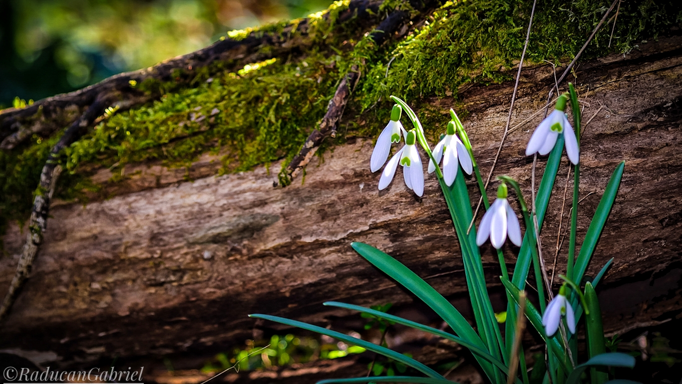 Bucaneve, verso la primavera