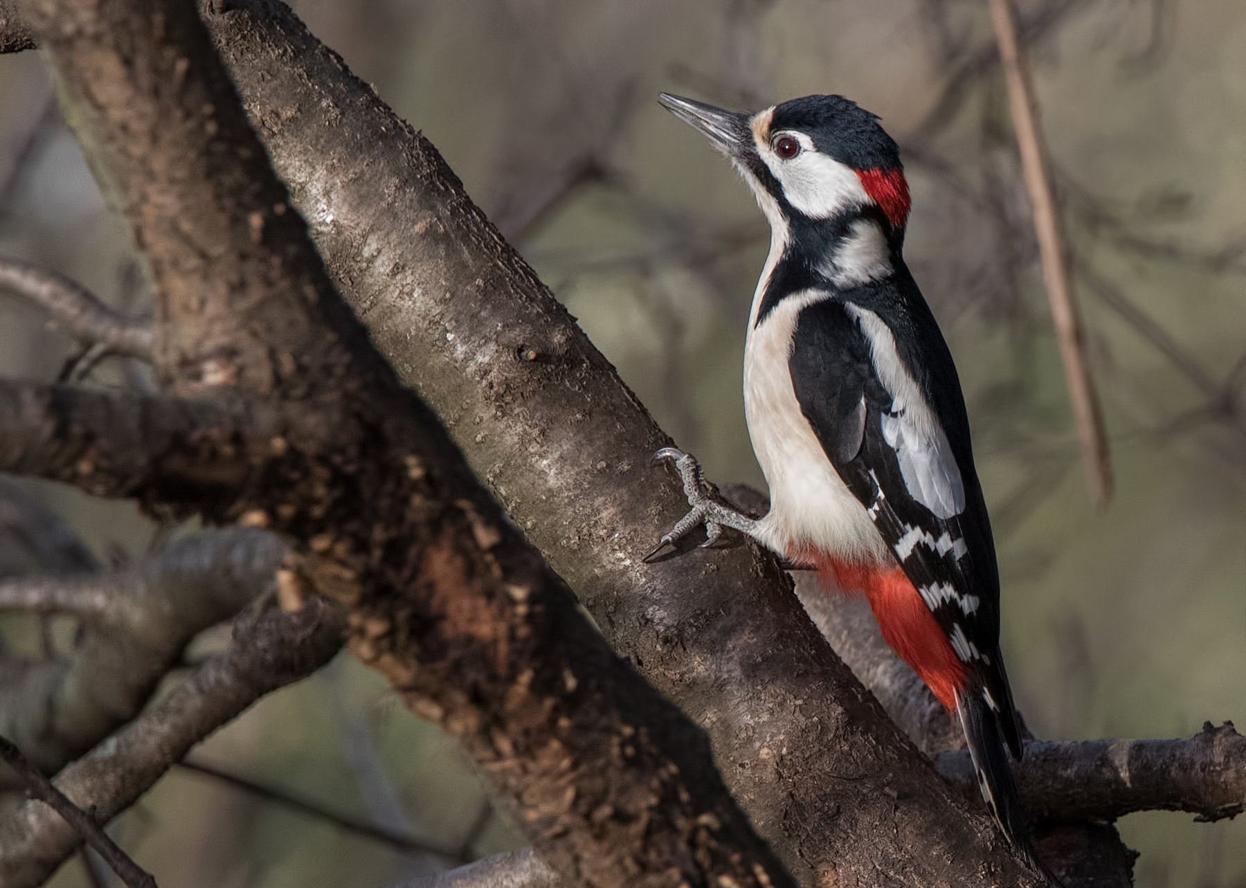 Picchio rosso maggiore