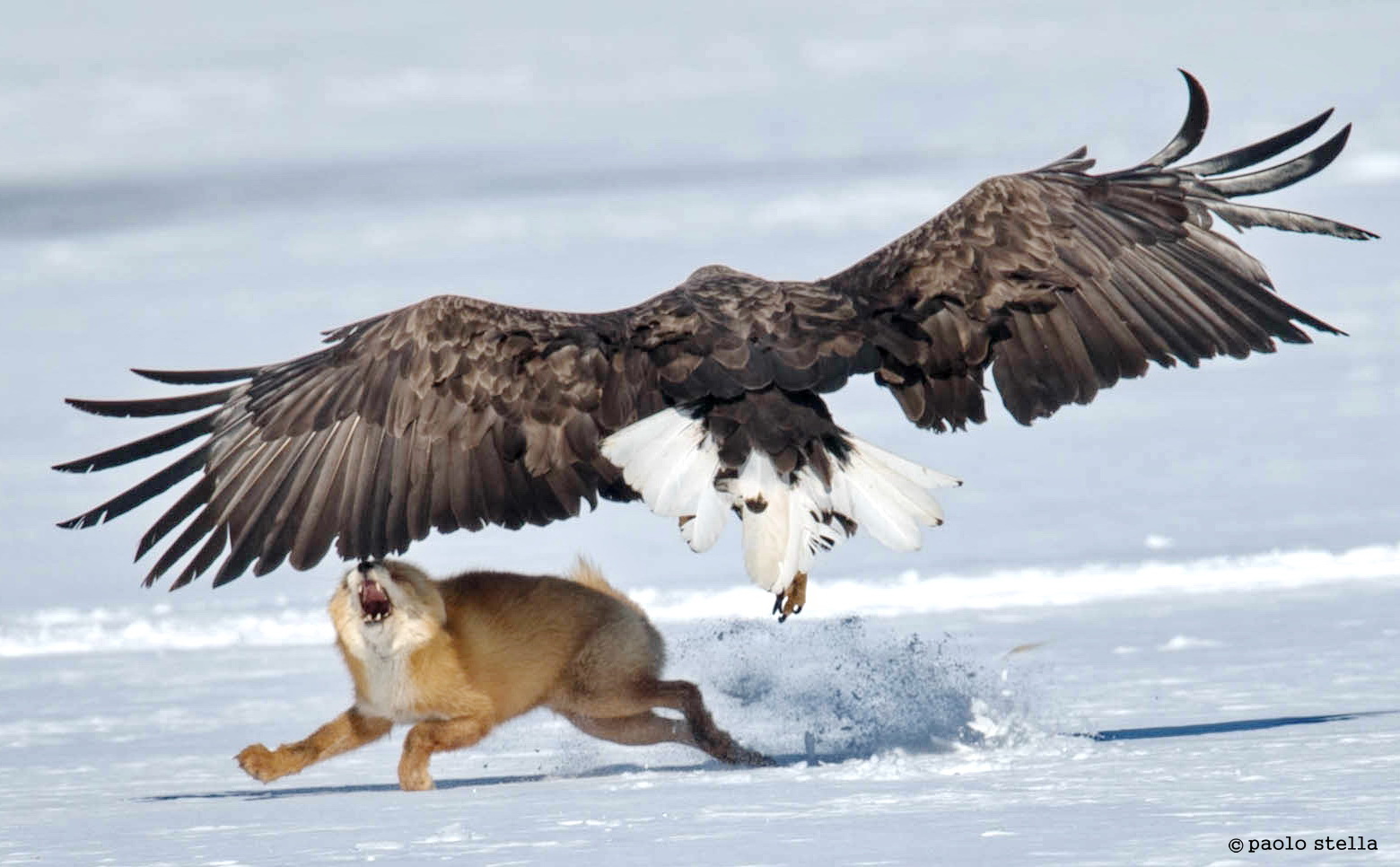 ne ho anche per te....