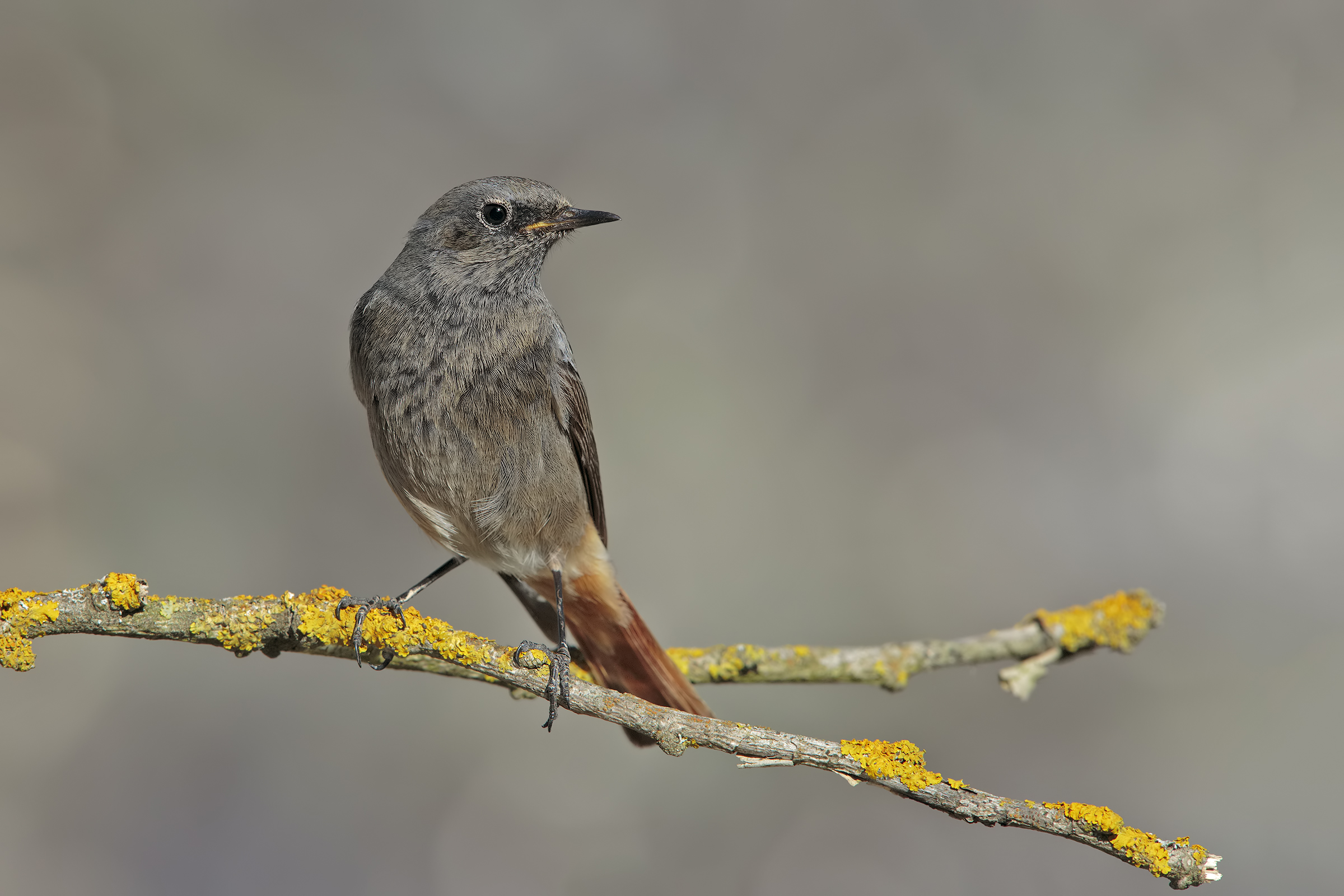 Chimney sweep Redstart
