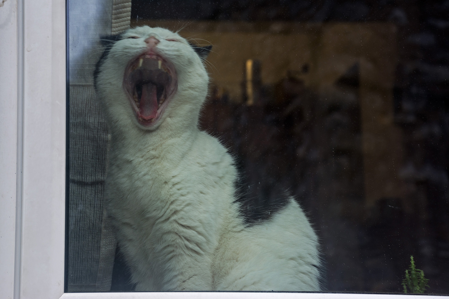 Che noia in questa casa