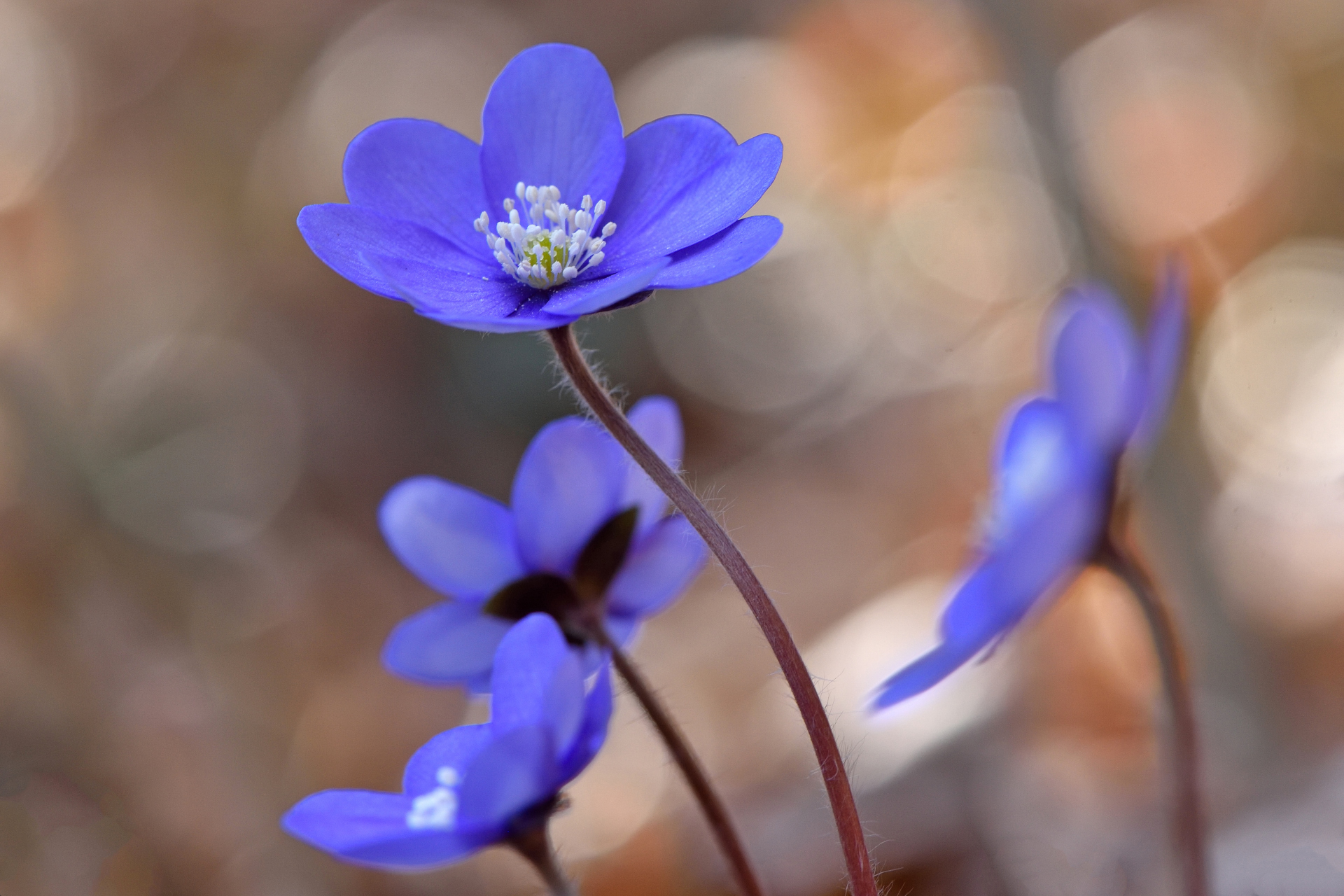 Hepatica Nobilis 5