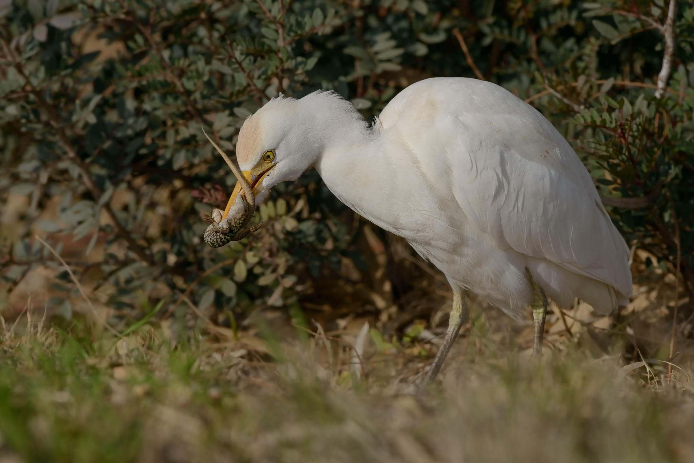 Egret in predation of lizard