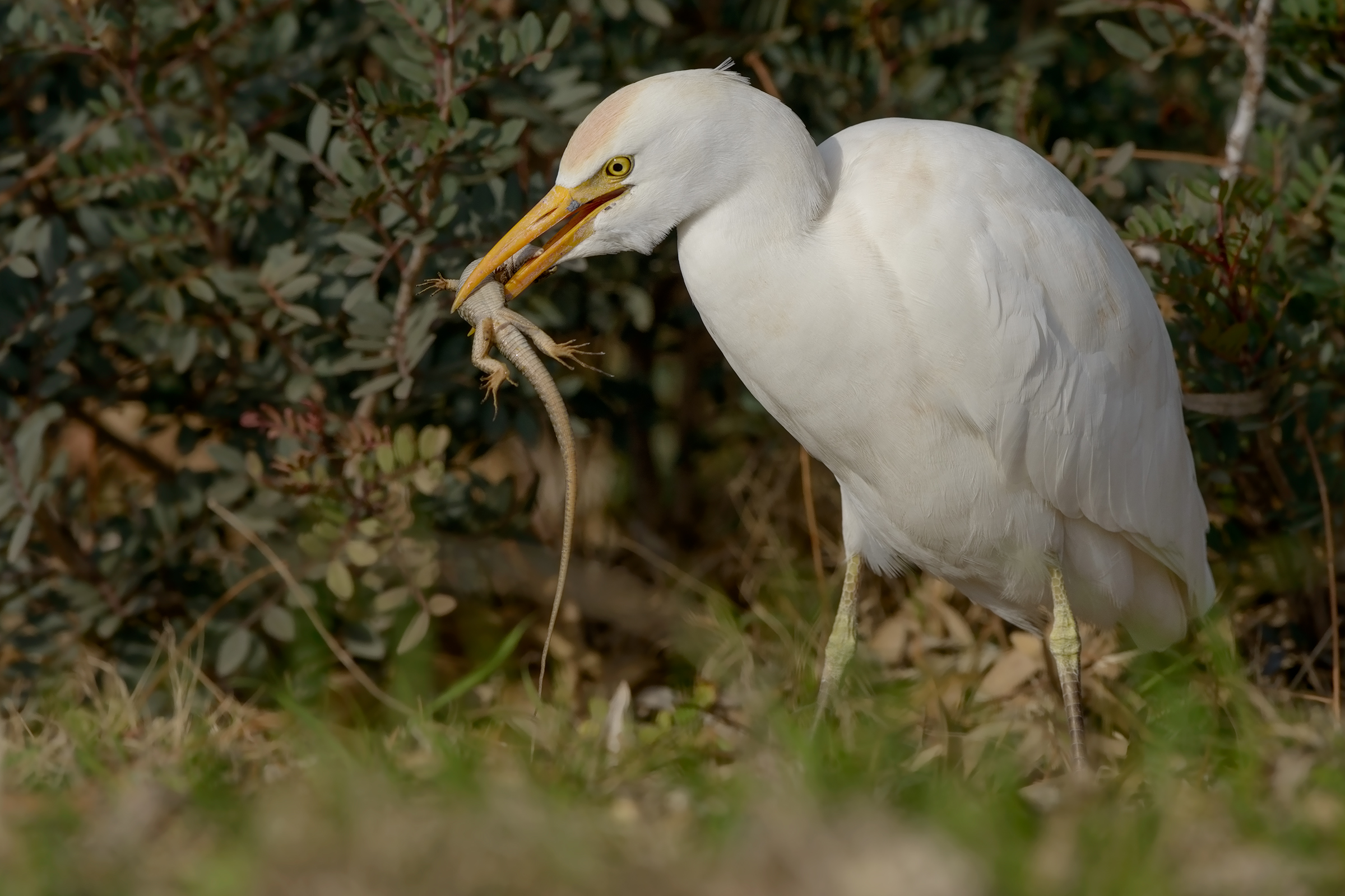 Egret in predation of lizard-2