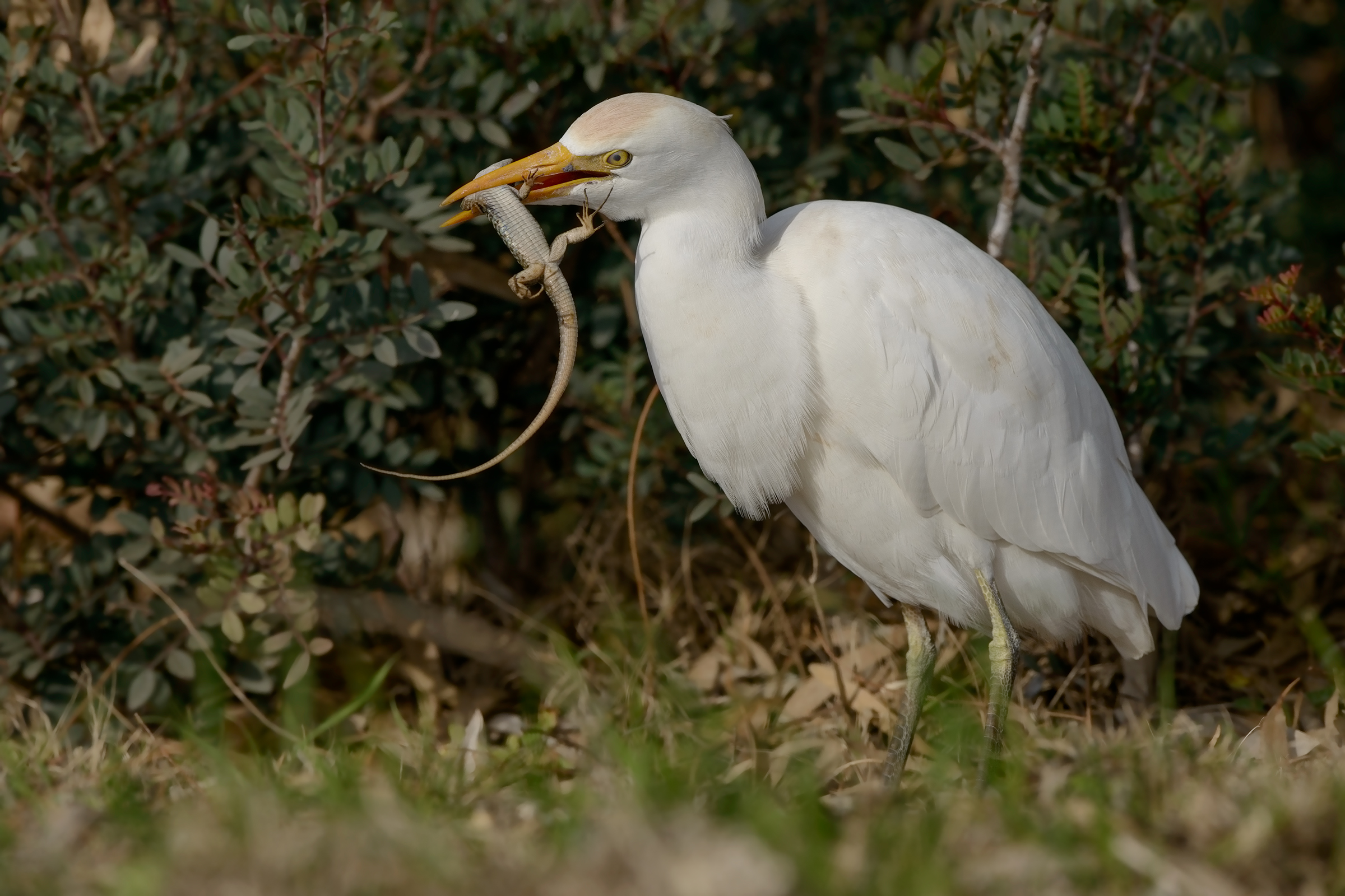 Egret in predation of lizard-3