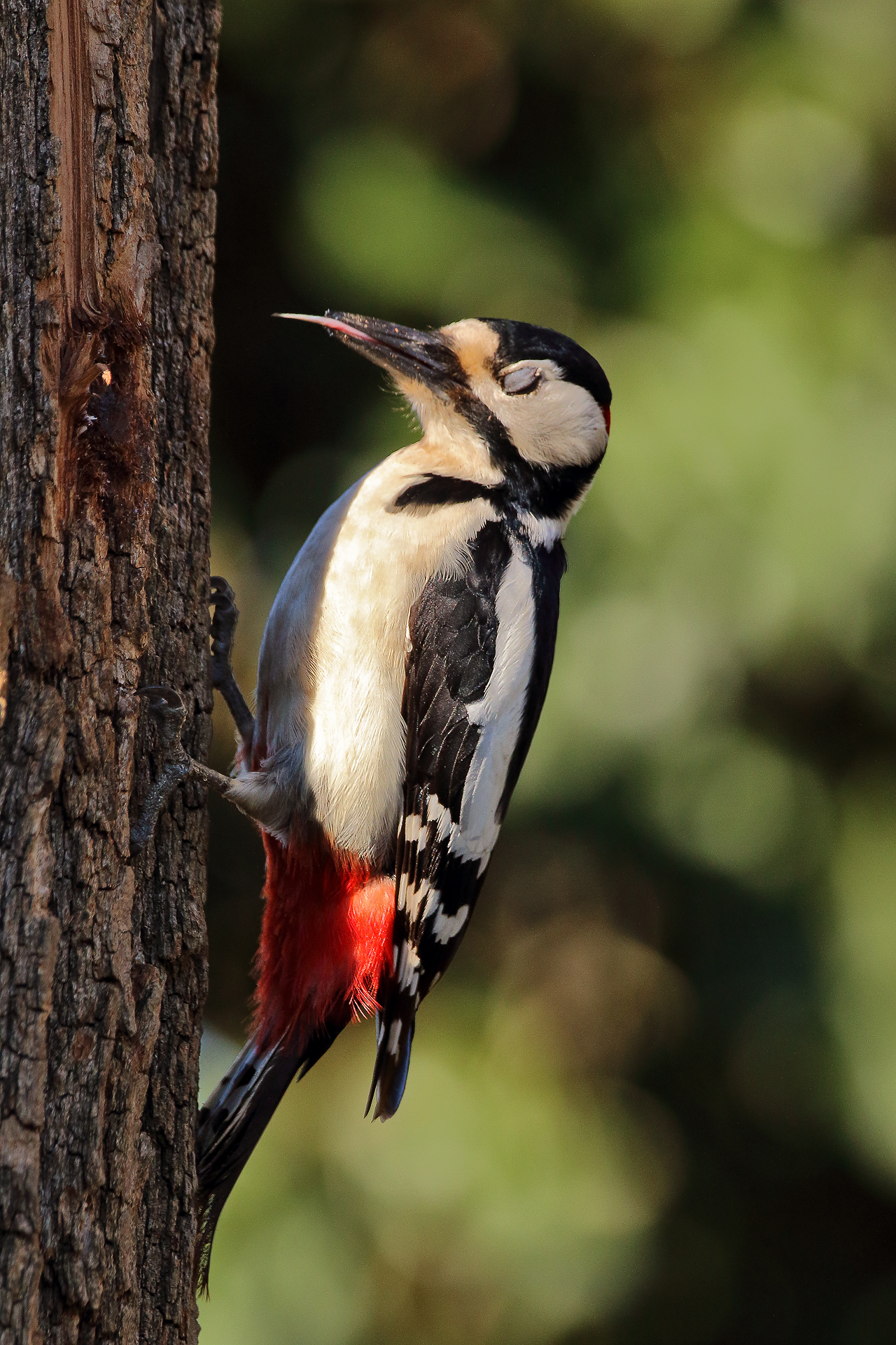 woodpecker m.