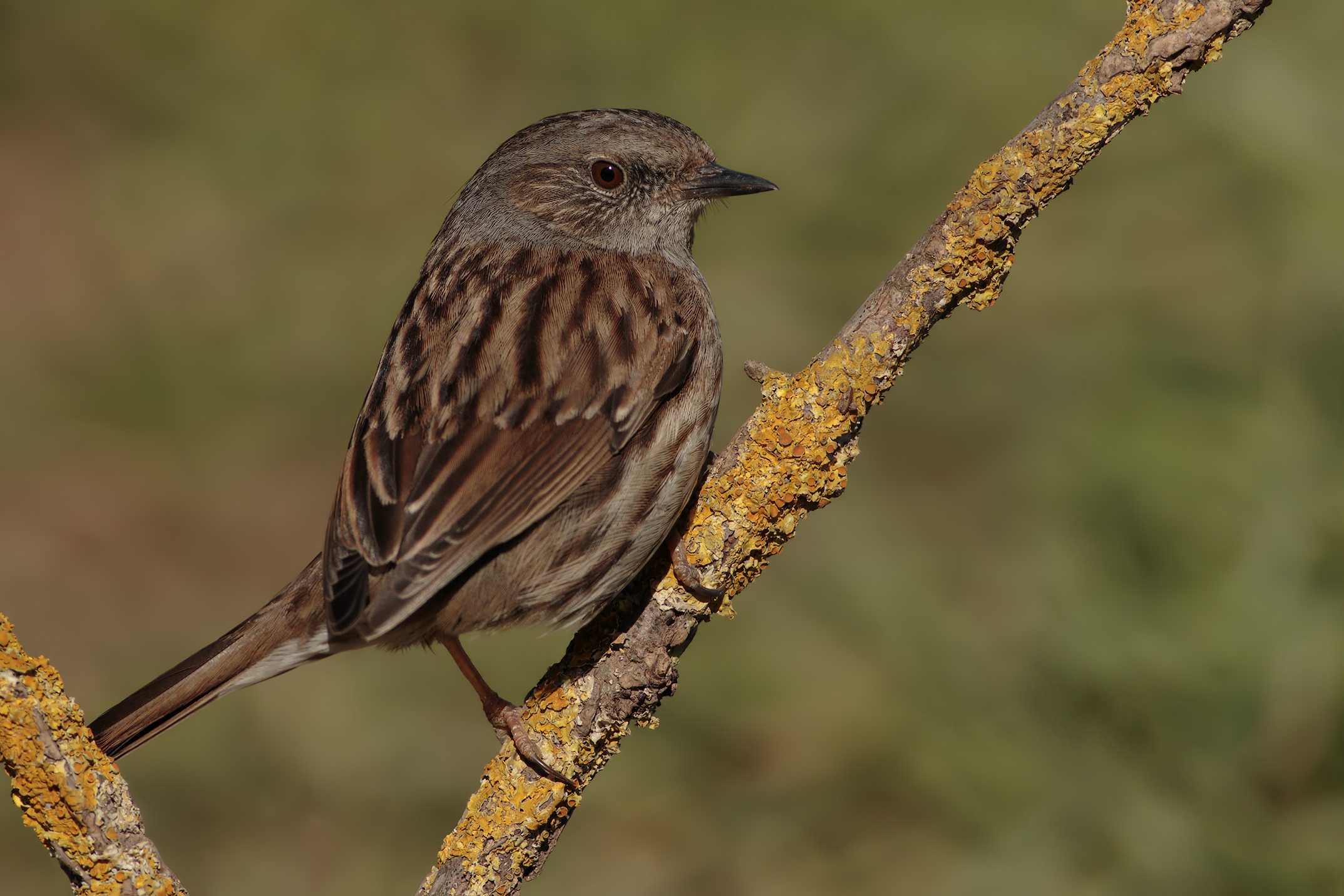 Dunnock