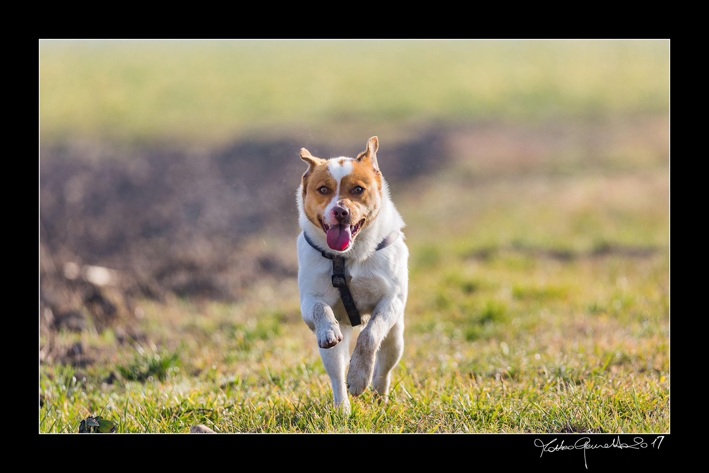 my little dog Goofy ...