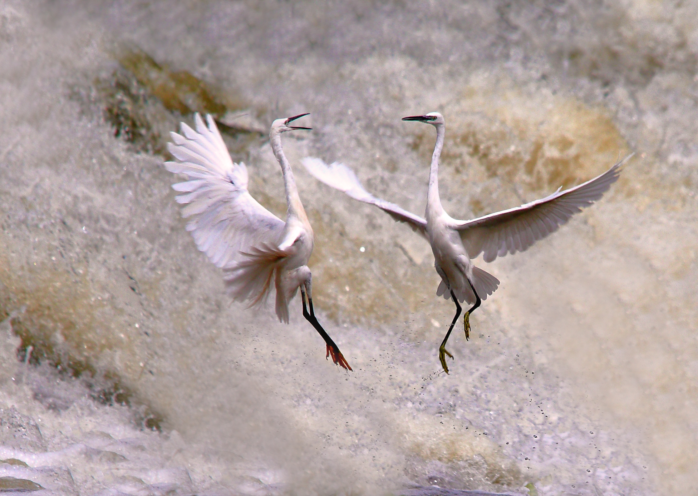 aironi da combattimento