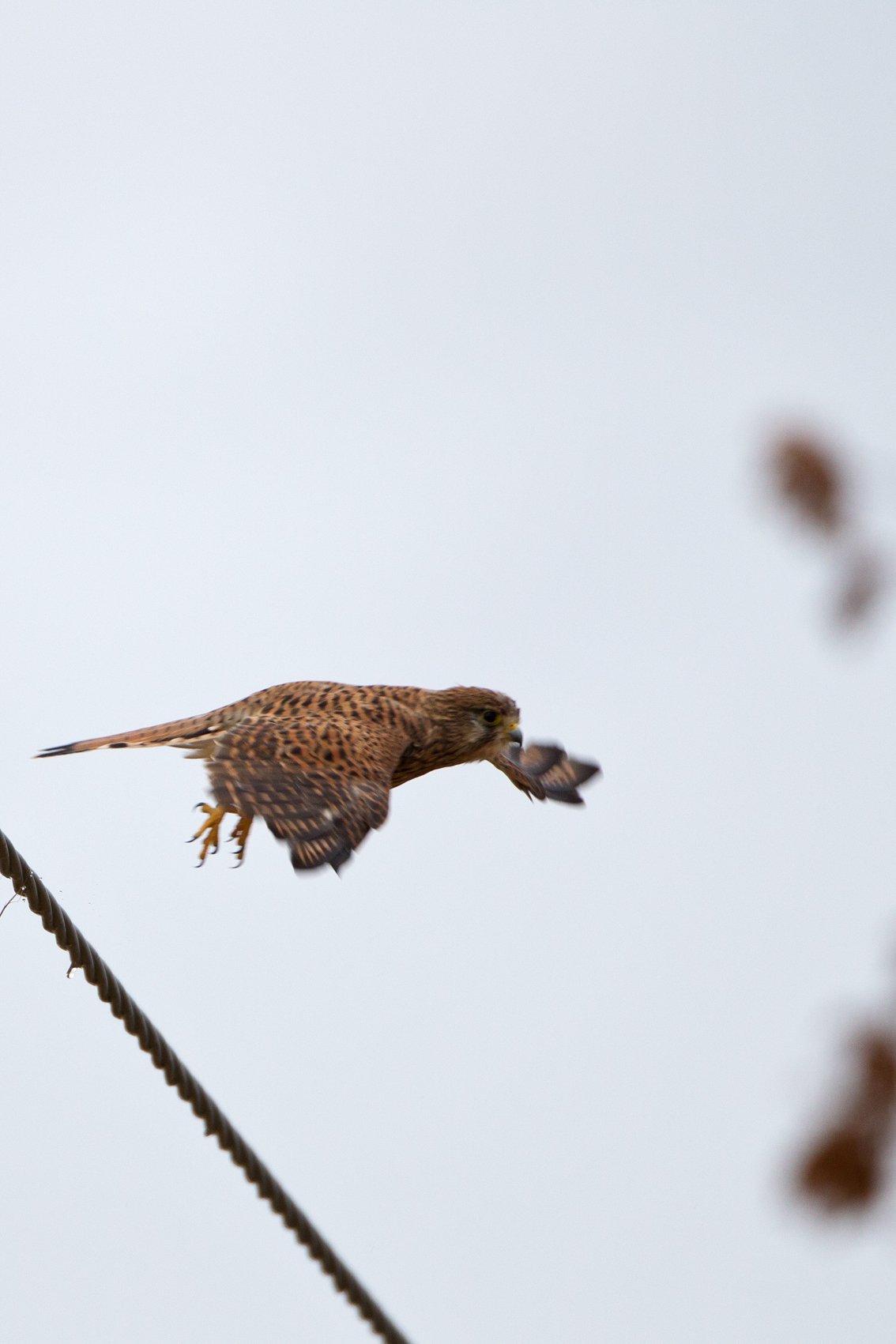 Kestrel