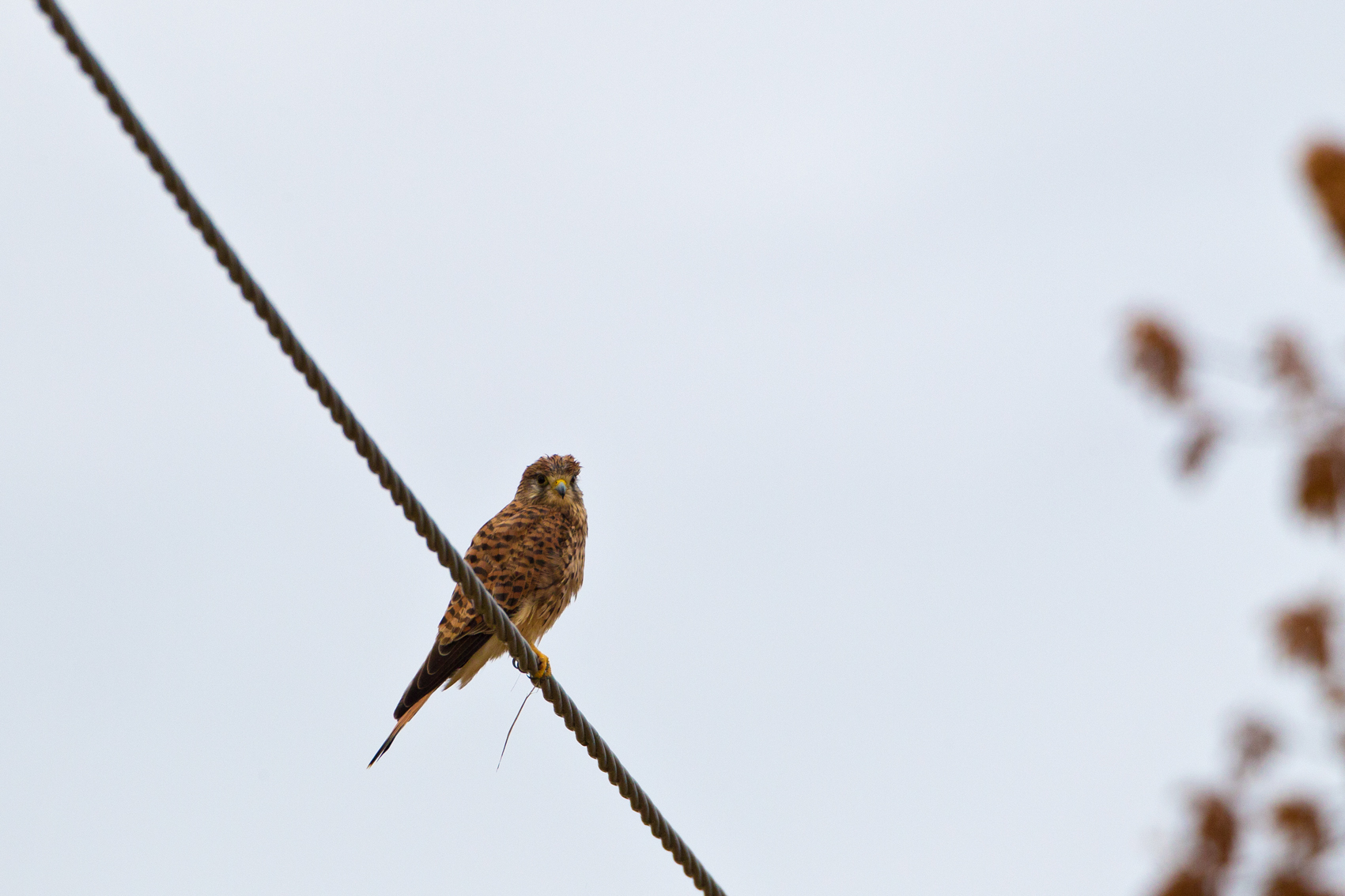 Kestrel