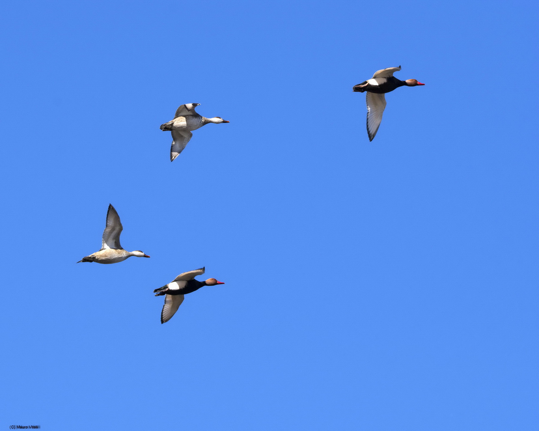 Fistioni flying Turks