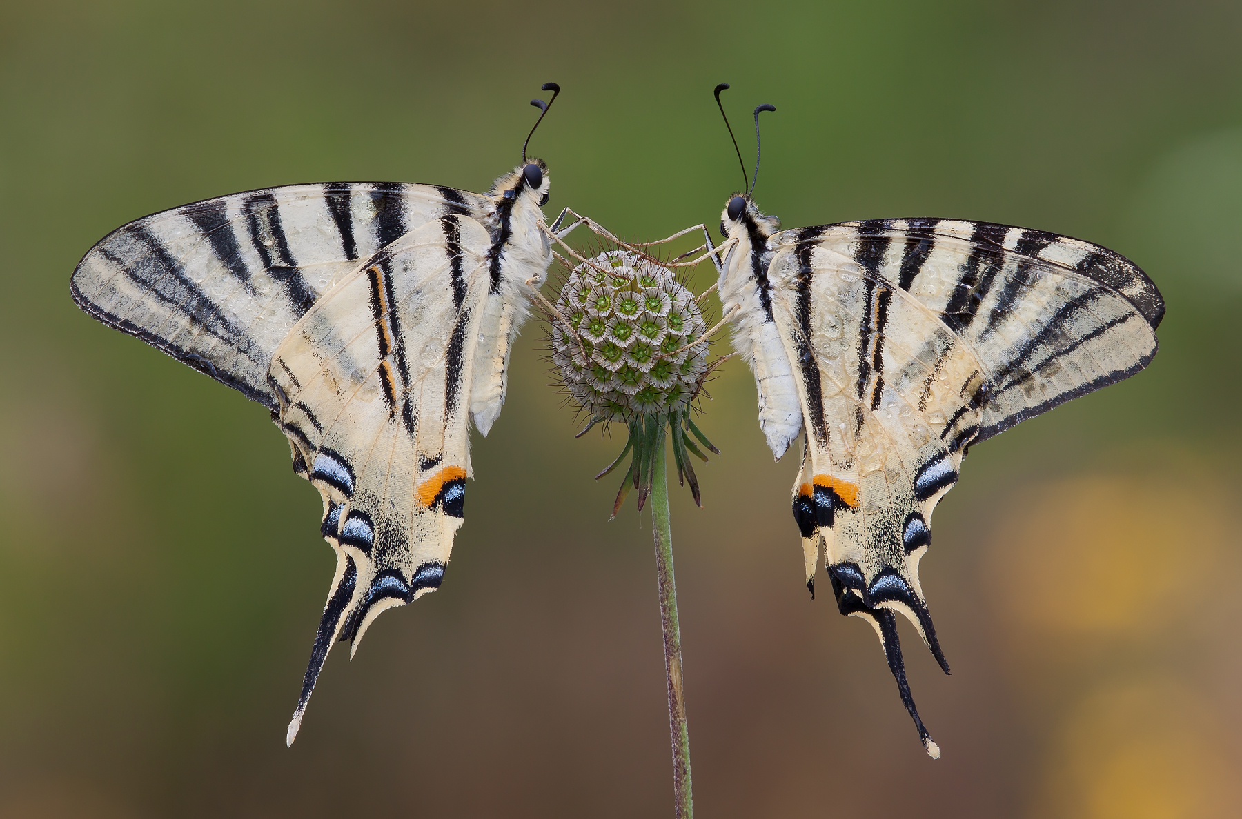 In coppia... podaliri