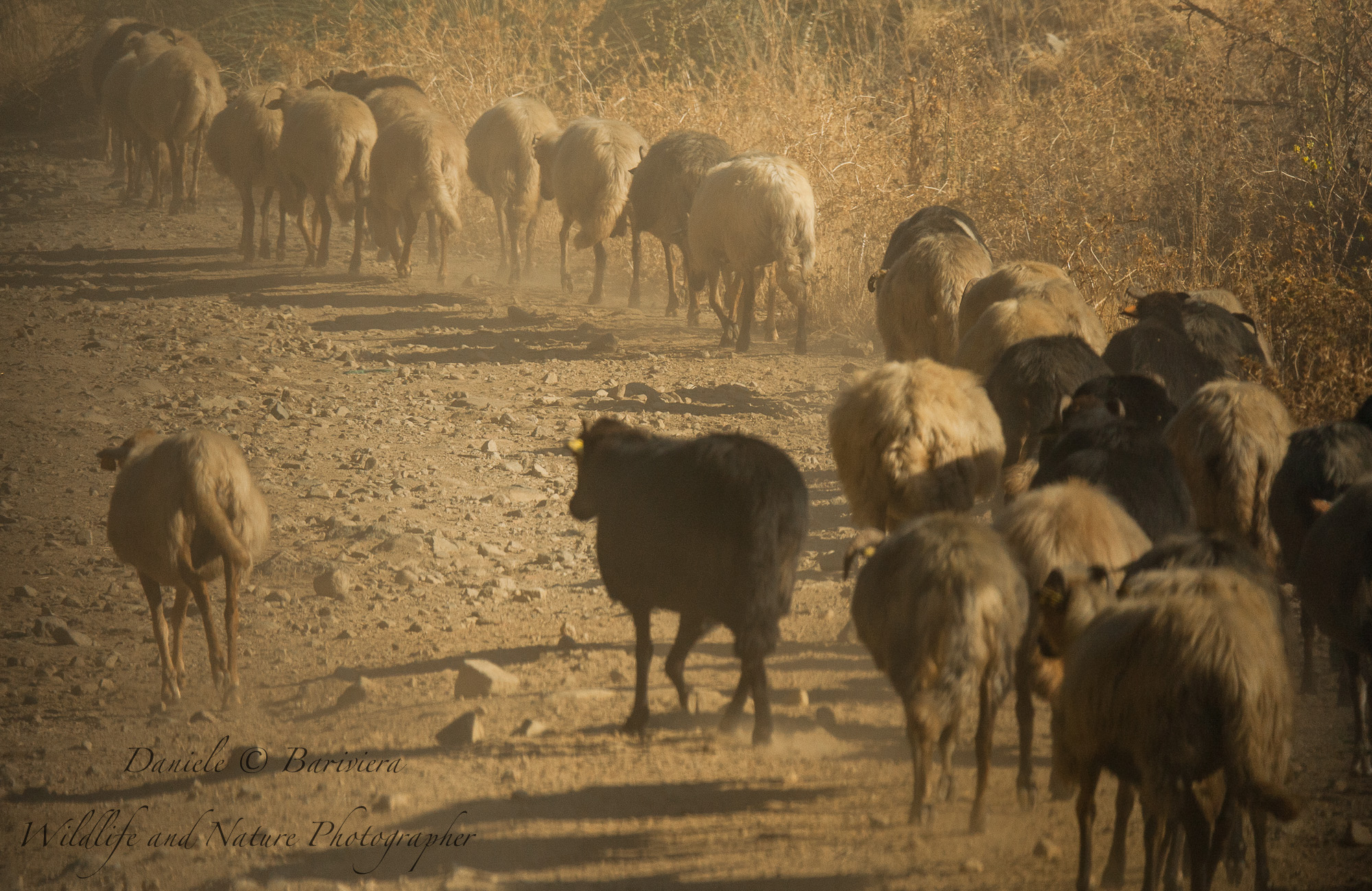 caprone piu' pecorone uguale polverone....