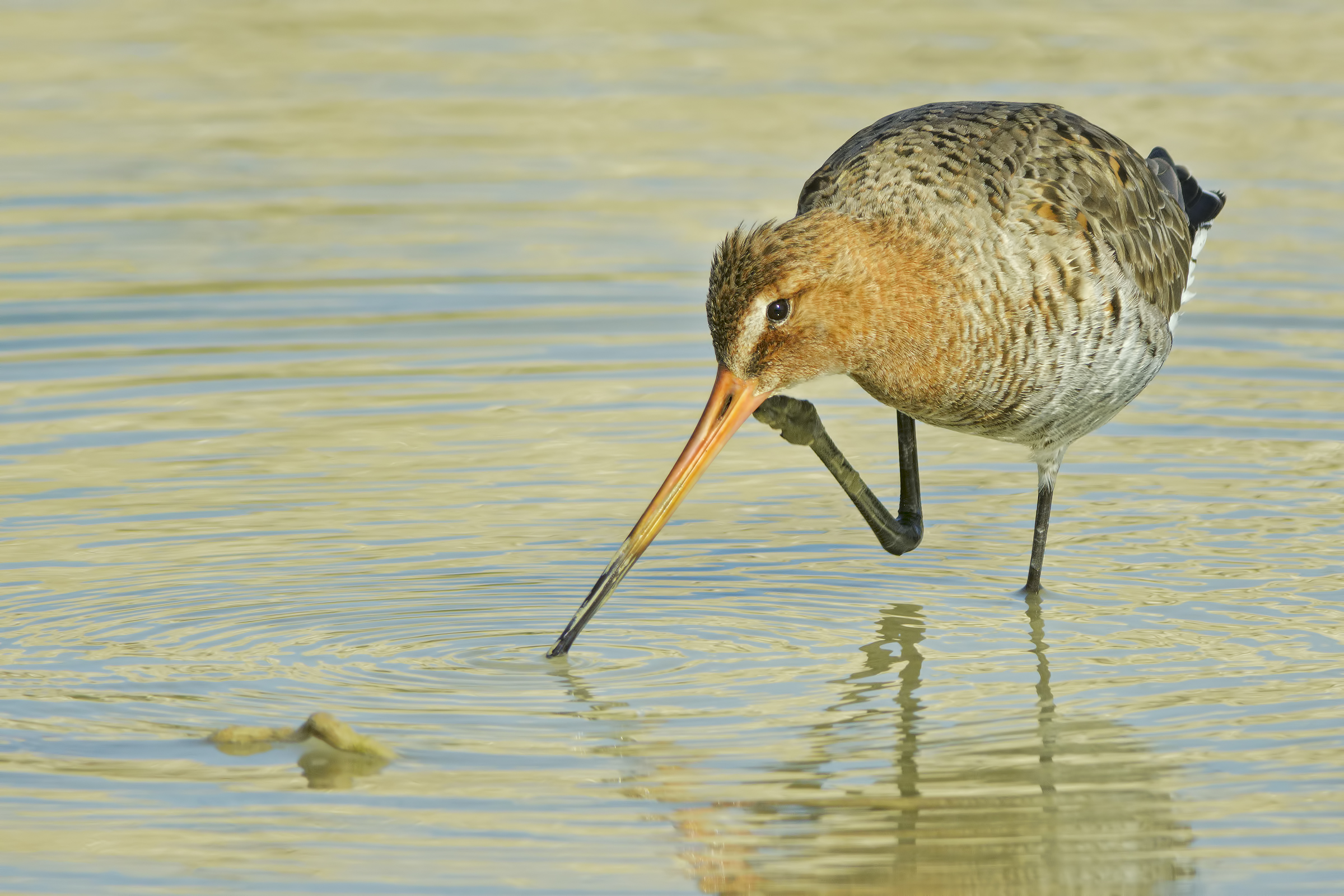 Pittima reale (Limosa limosa)