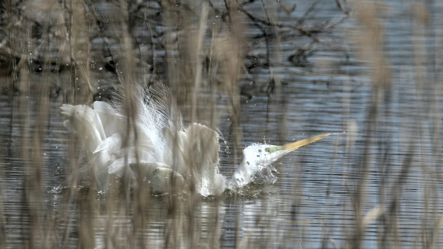 The whites too shall wash