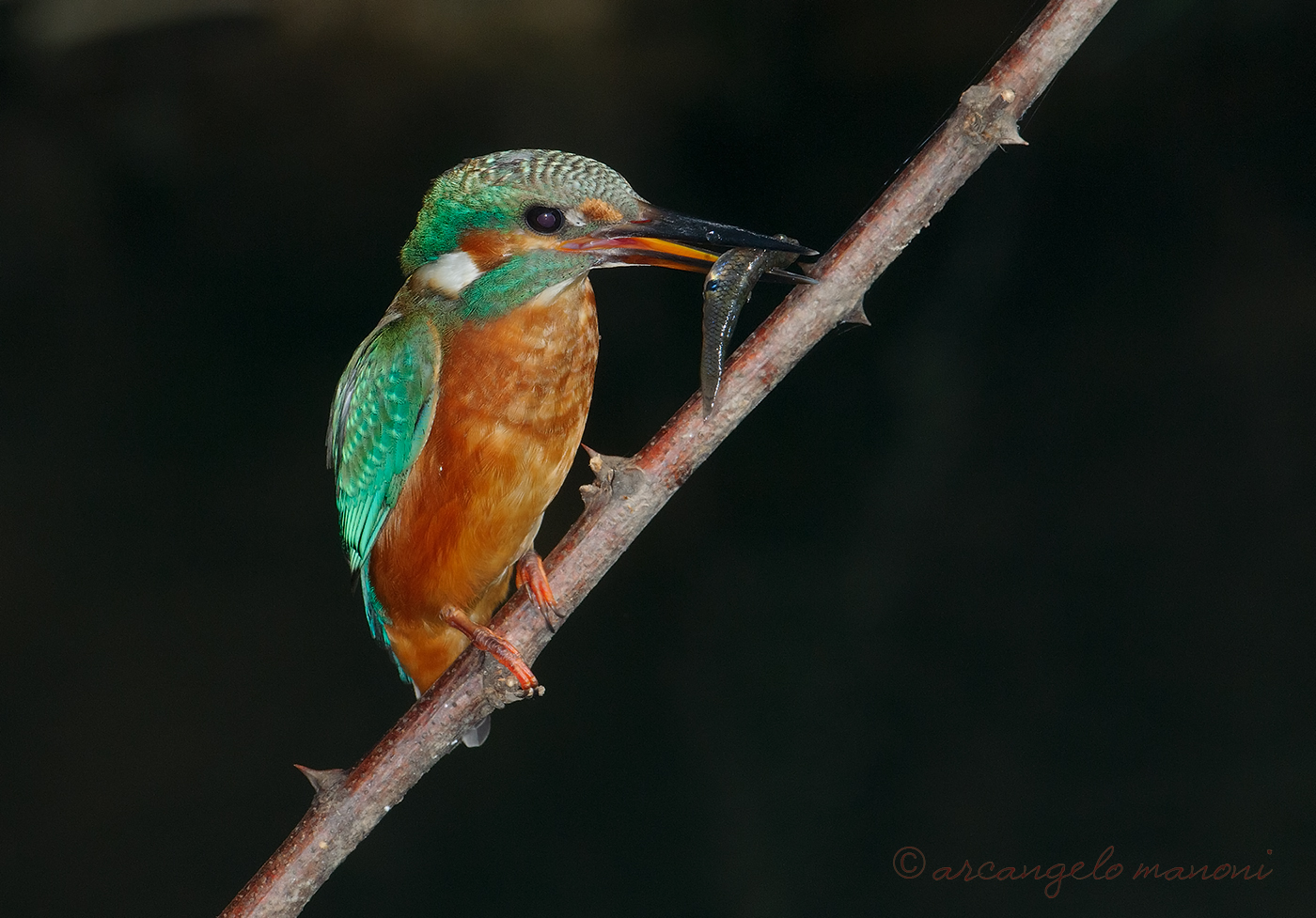 Martino a pesca sotto un ponte