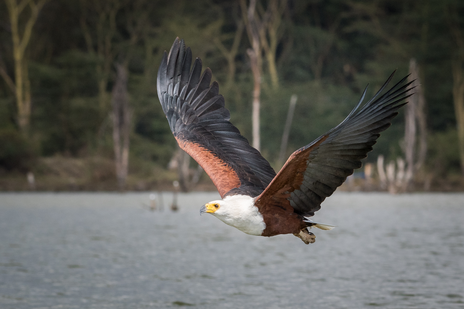 African Fish Eagle