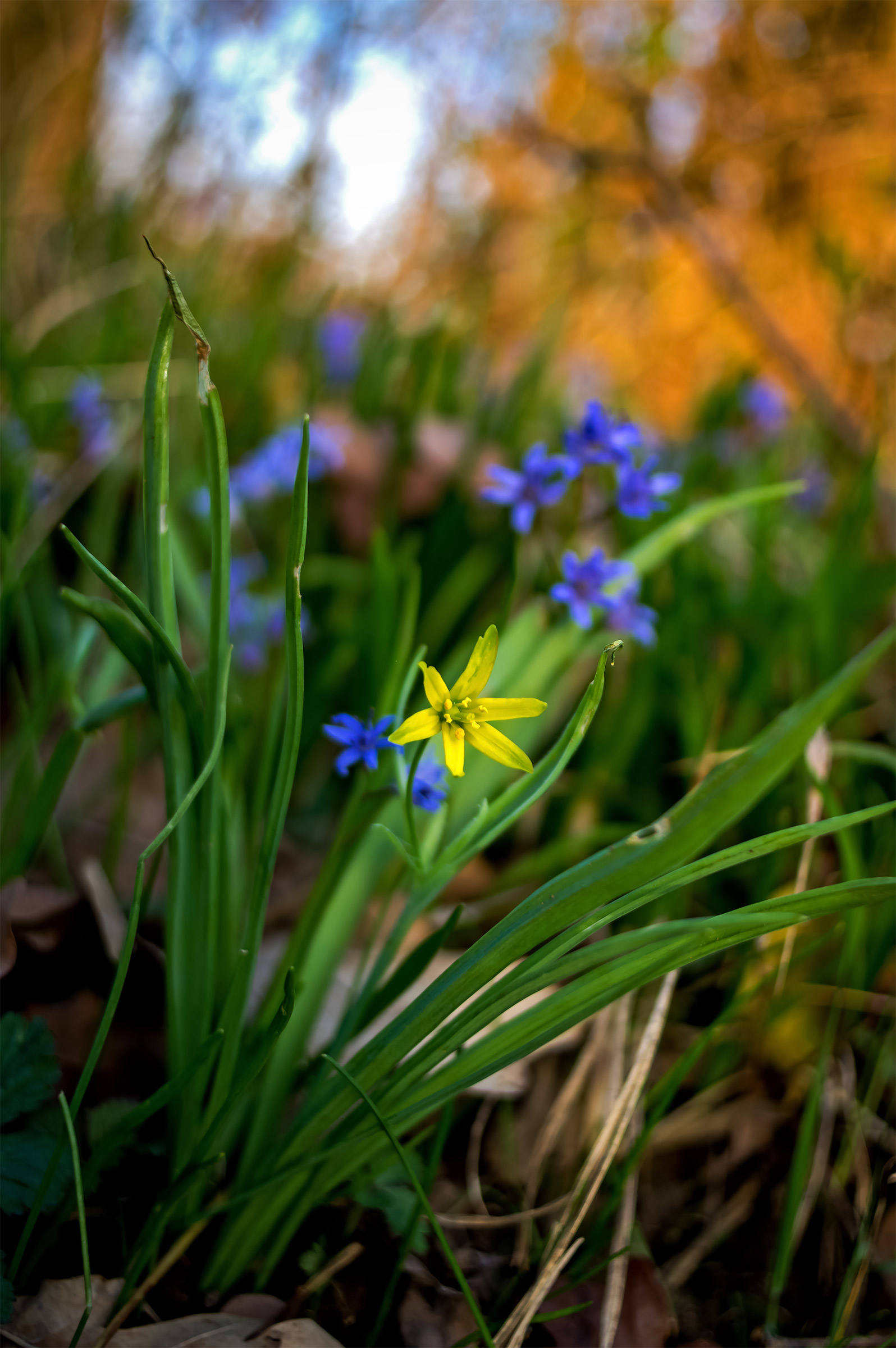 Il corpo di ballo del Molgora celebra la Primavera