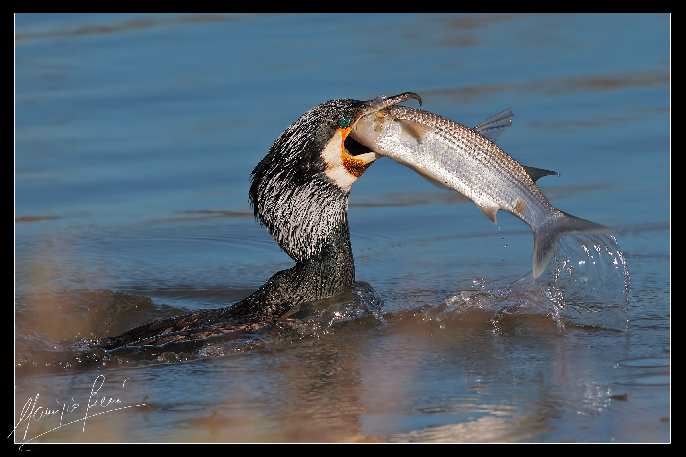 Il Killer ha colpito ancora