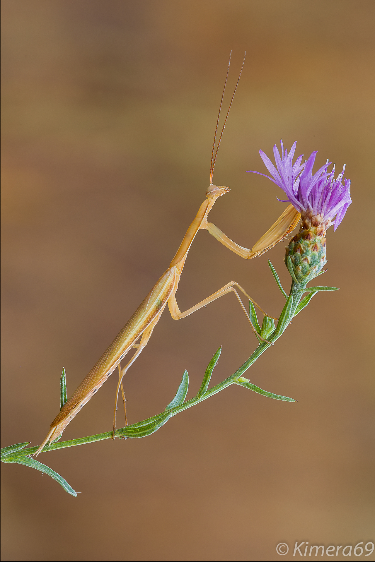 Yet I had put here ....... - Mantis religiosa -