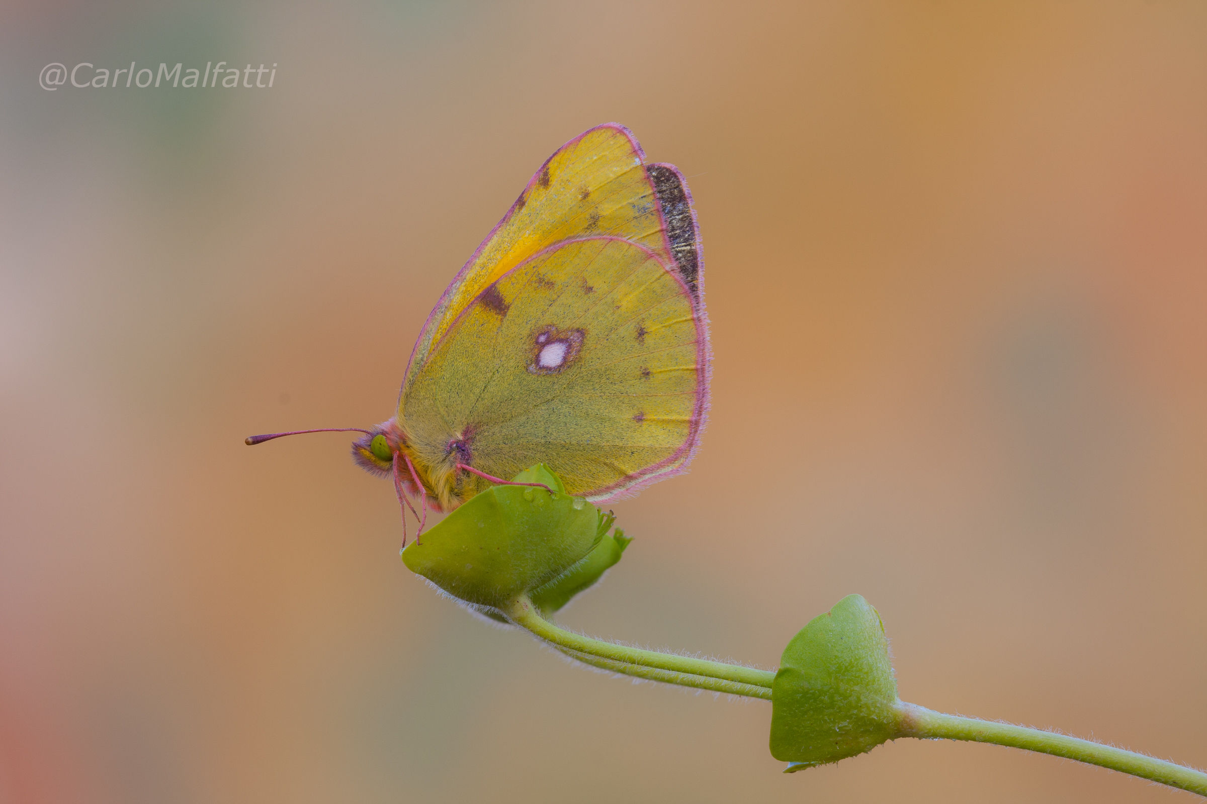 Stupenda Colias prima macro della stagione