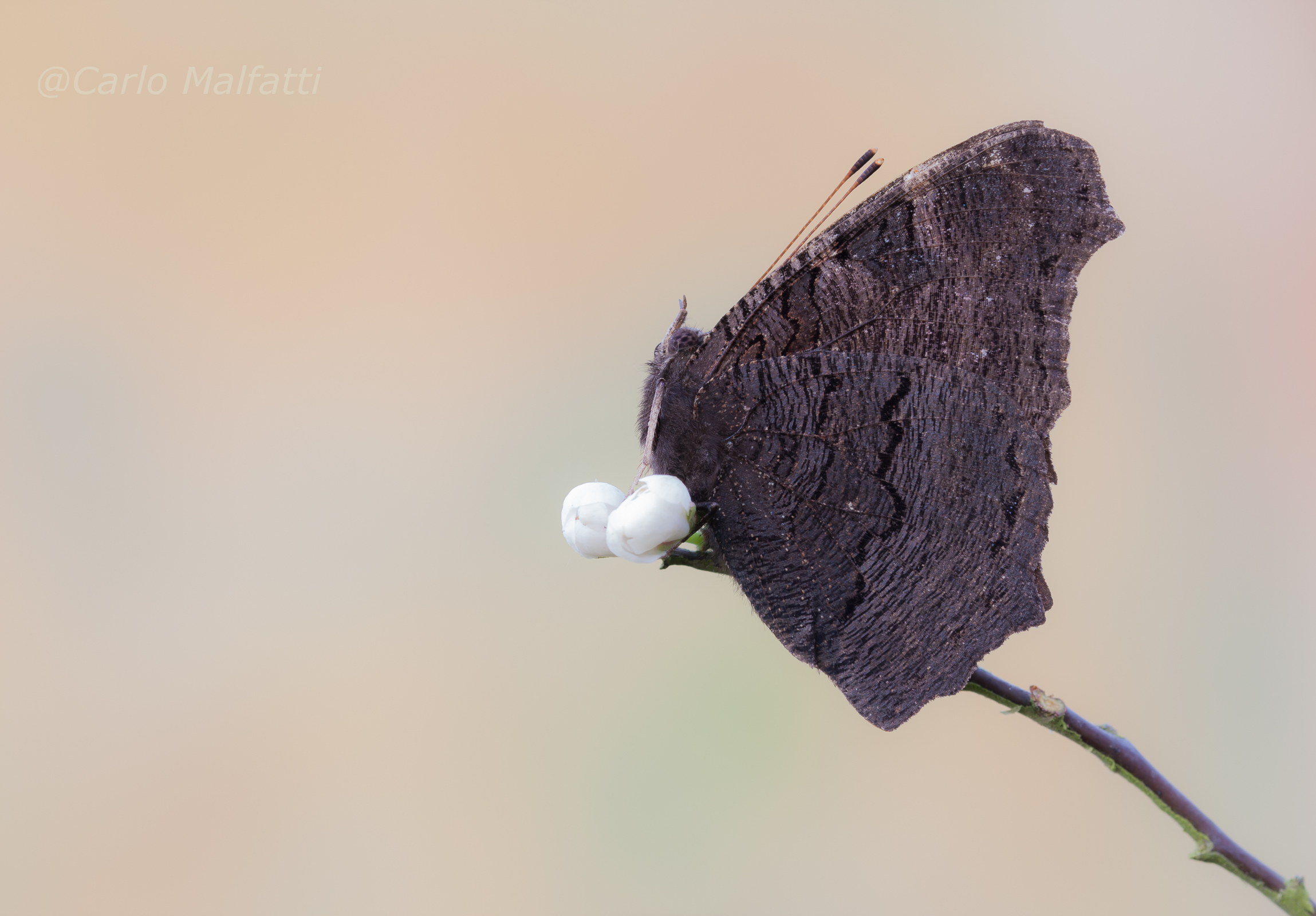 Vanessa Occhio di Pavone