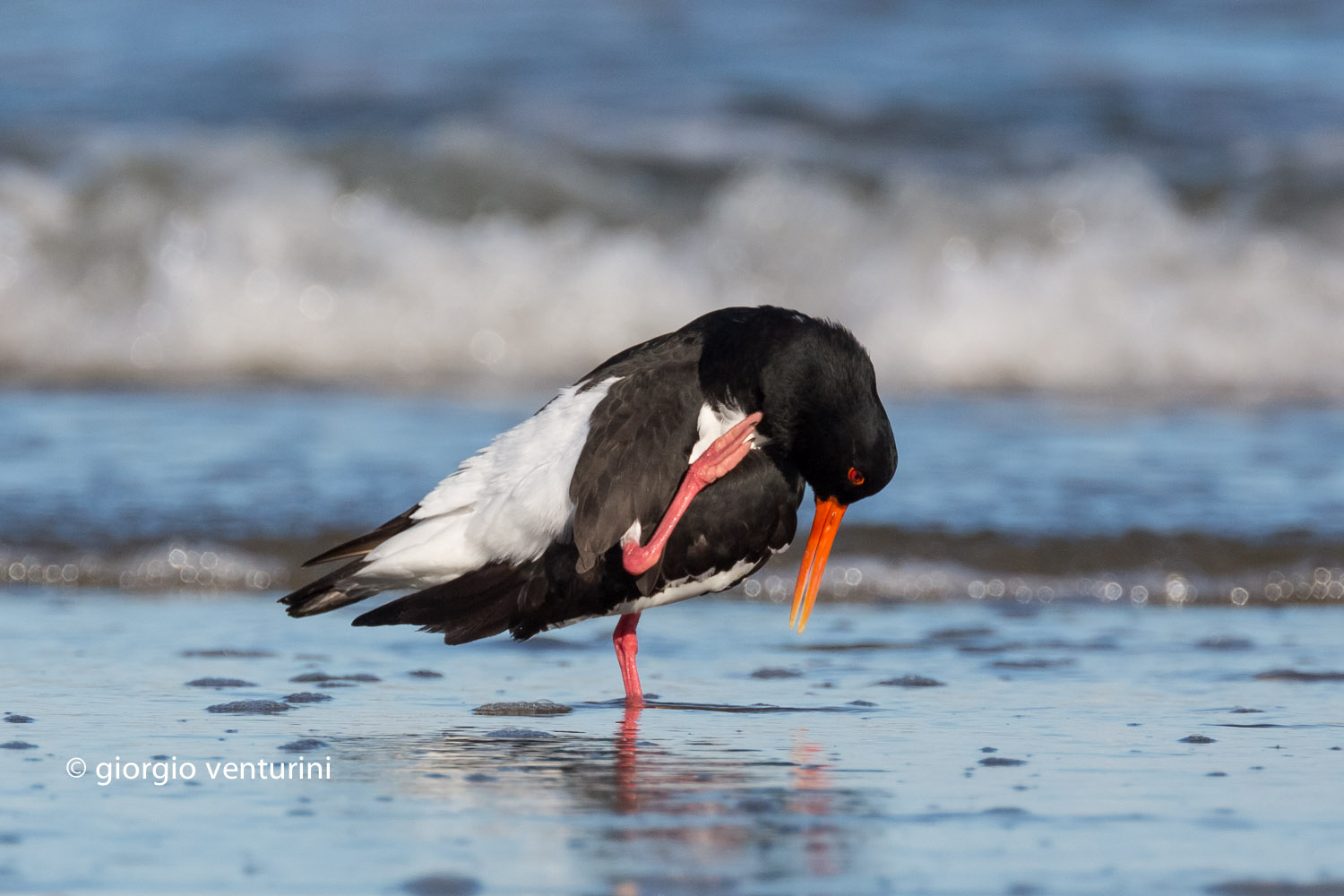 oystercatcher in the Adriatic