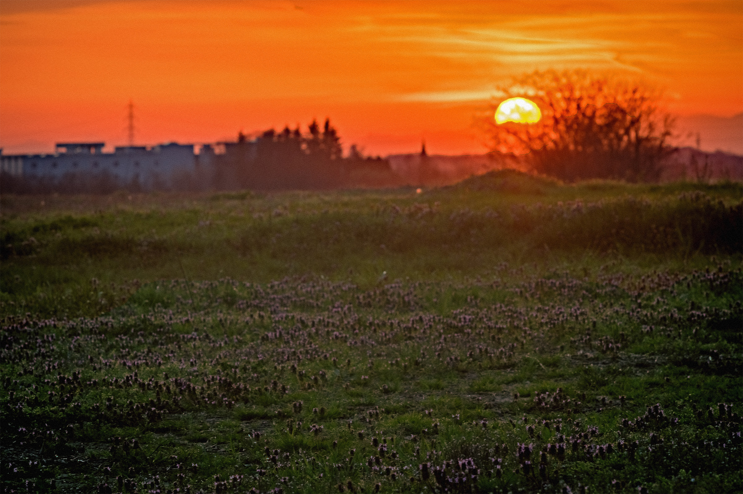 The sun sets on the field invaded by Lamium purpureum