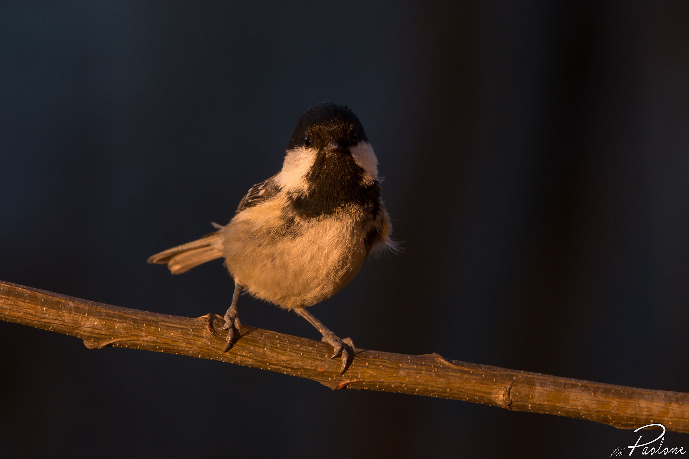 Coal Tit
