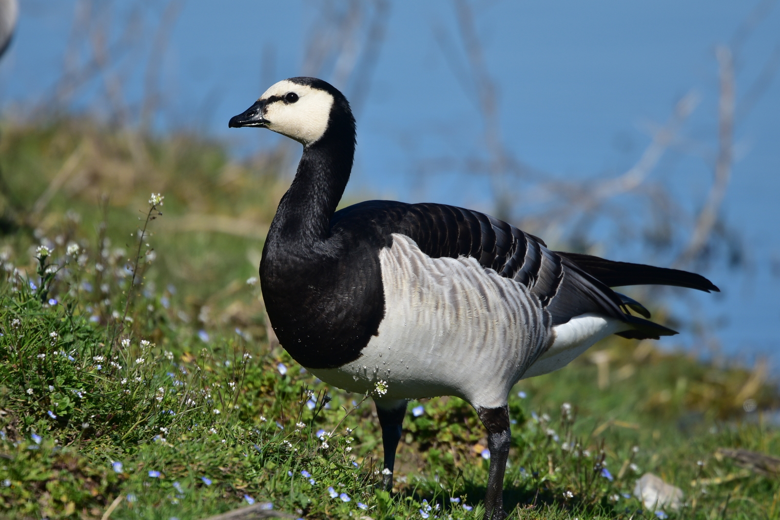 barnacle goose