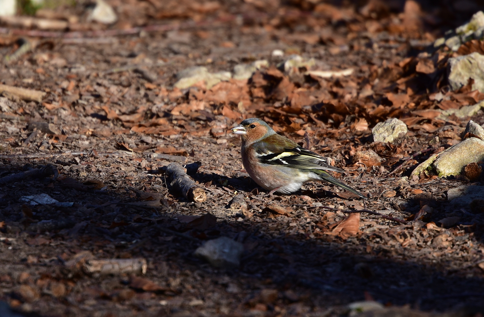 Chaffinch in beautiful light