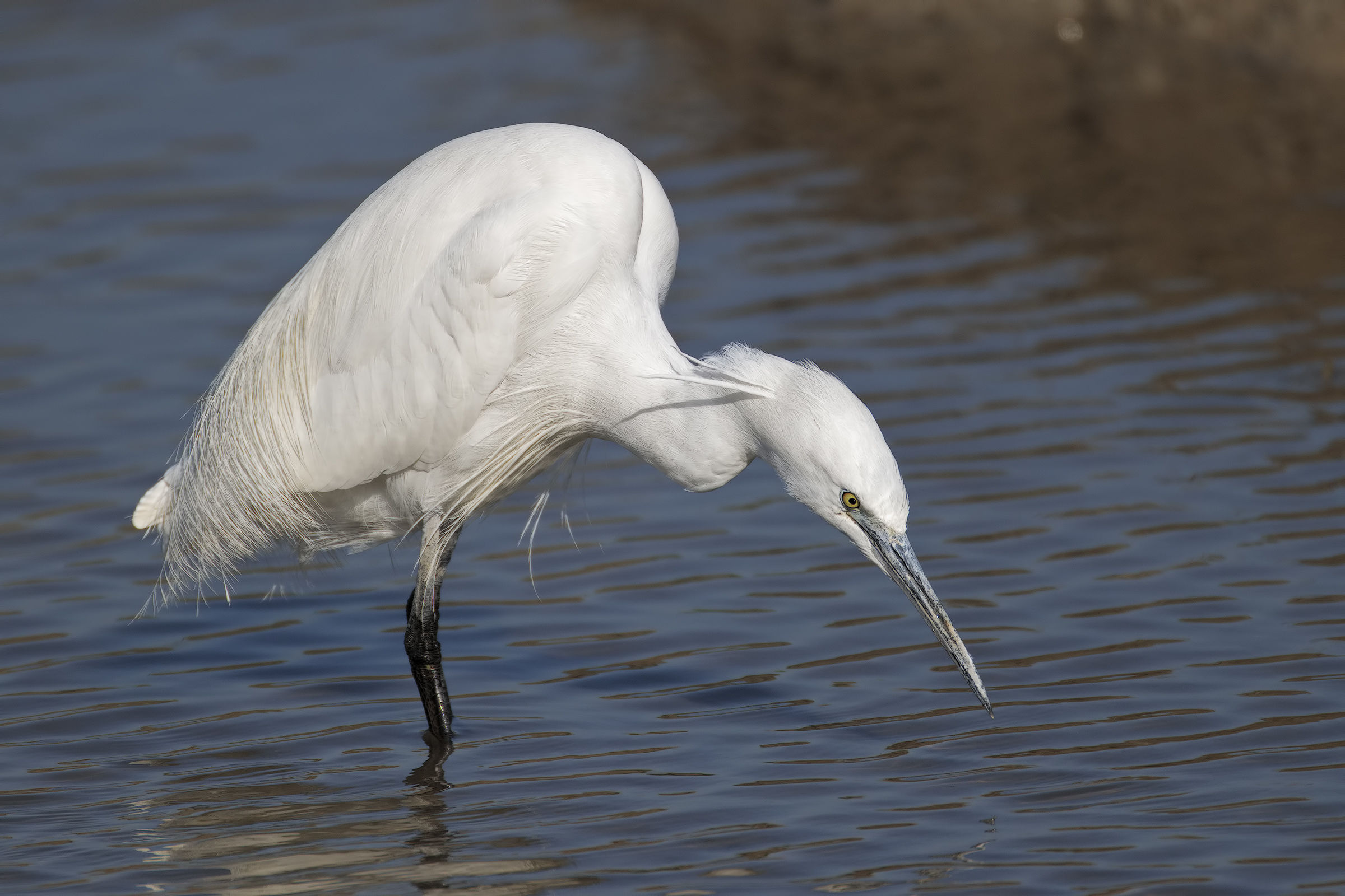 egret