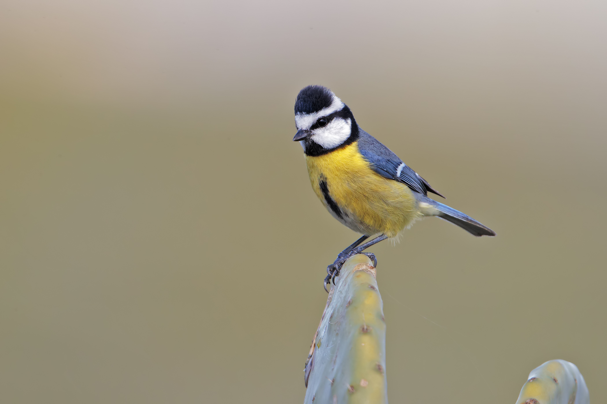 Cinciarella delle Canarie