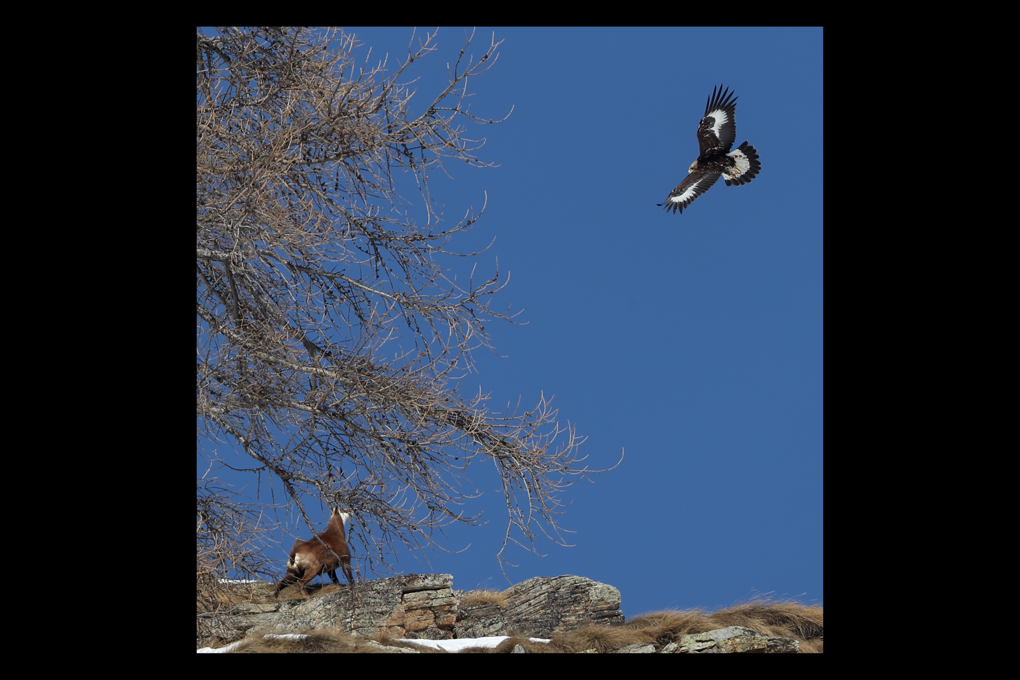 Aquila reale vs camoscio