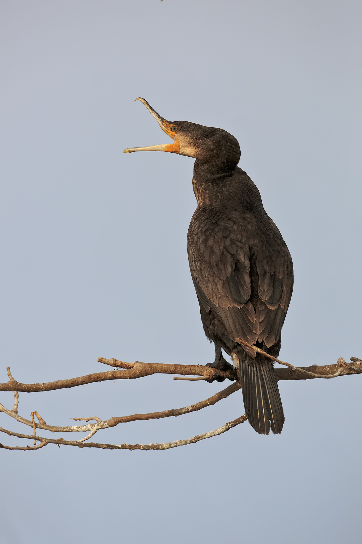 Cormorant