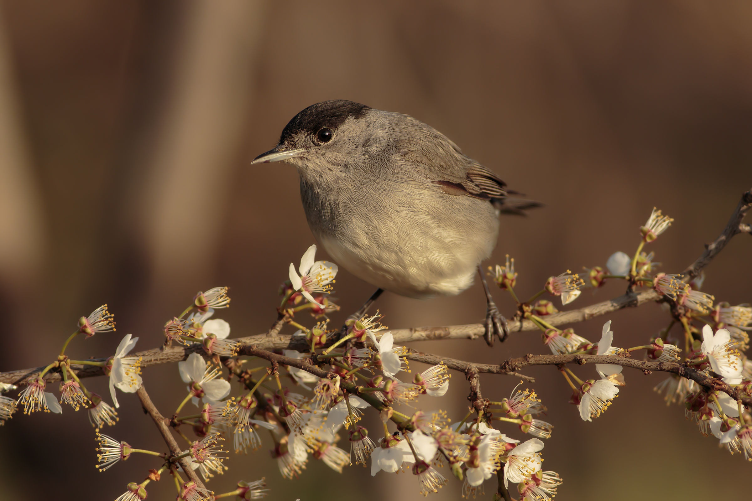 Blackcap (M)