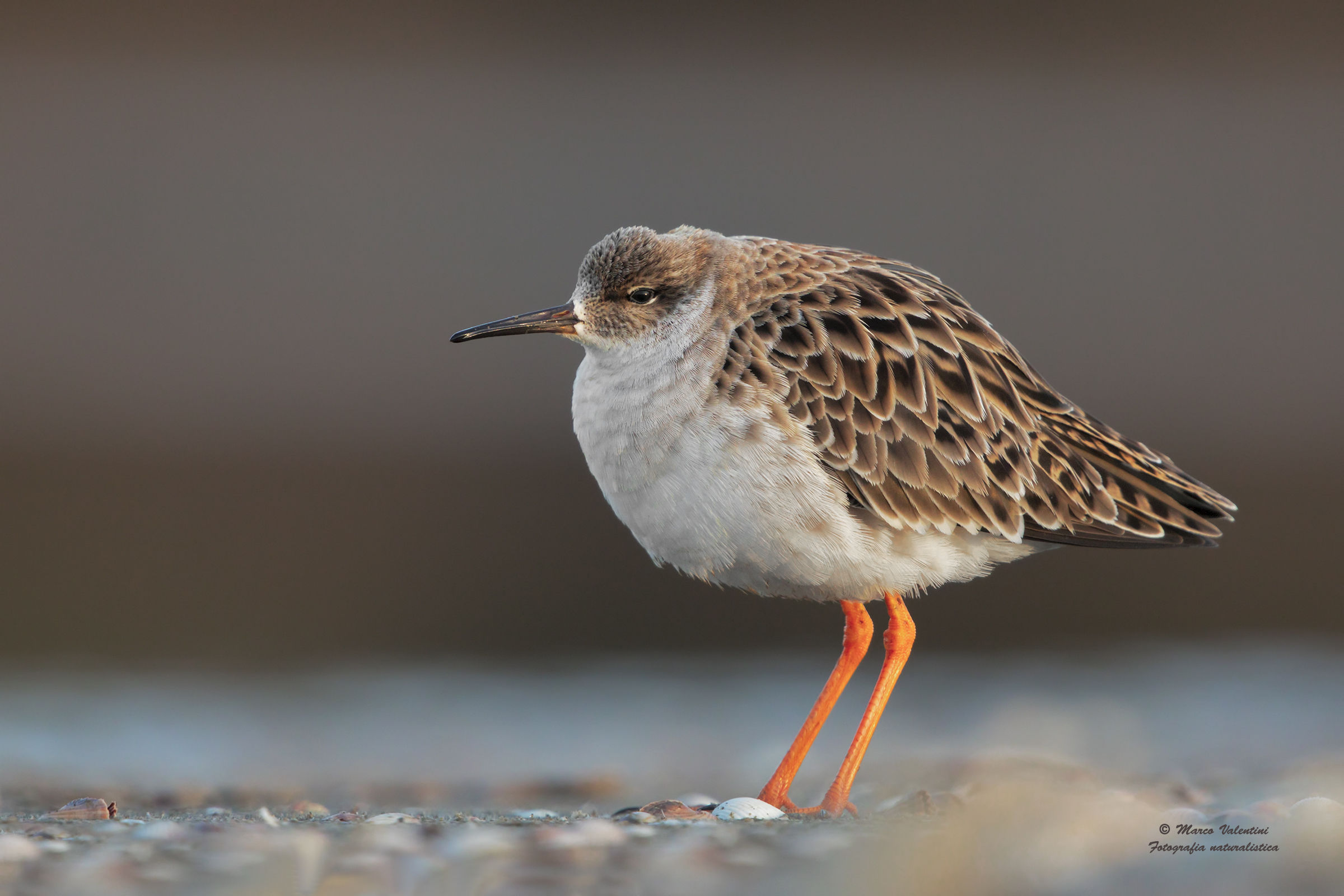 They are the fighters arrived