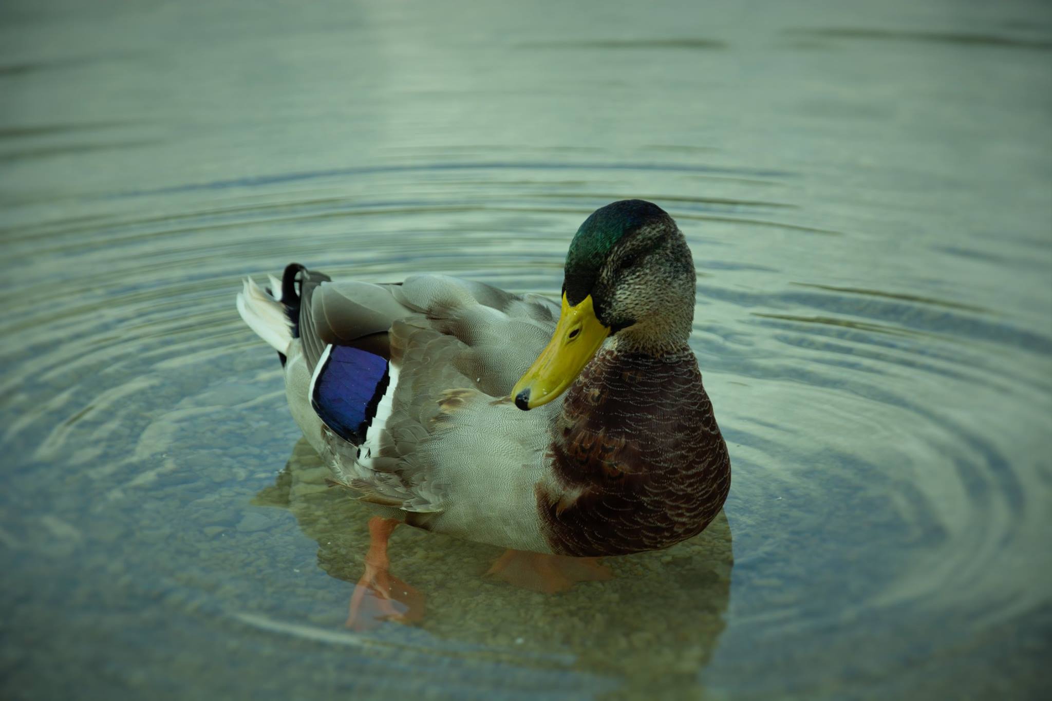Duck in Lake Bled