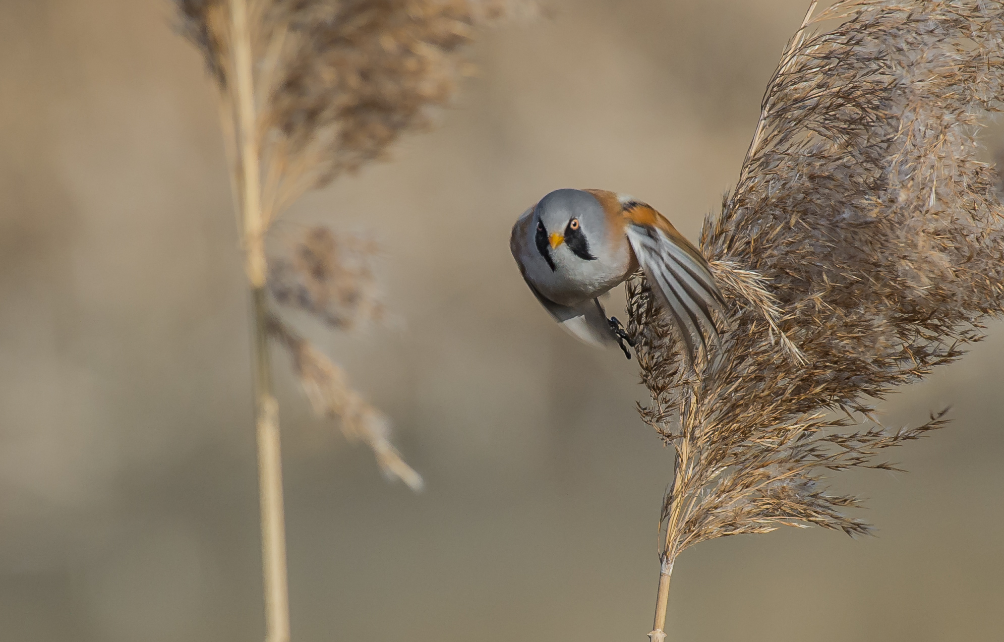 Bearded Tit