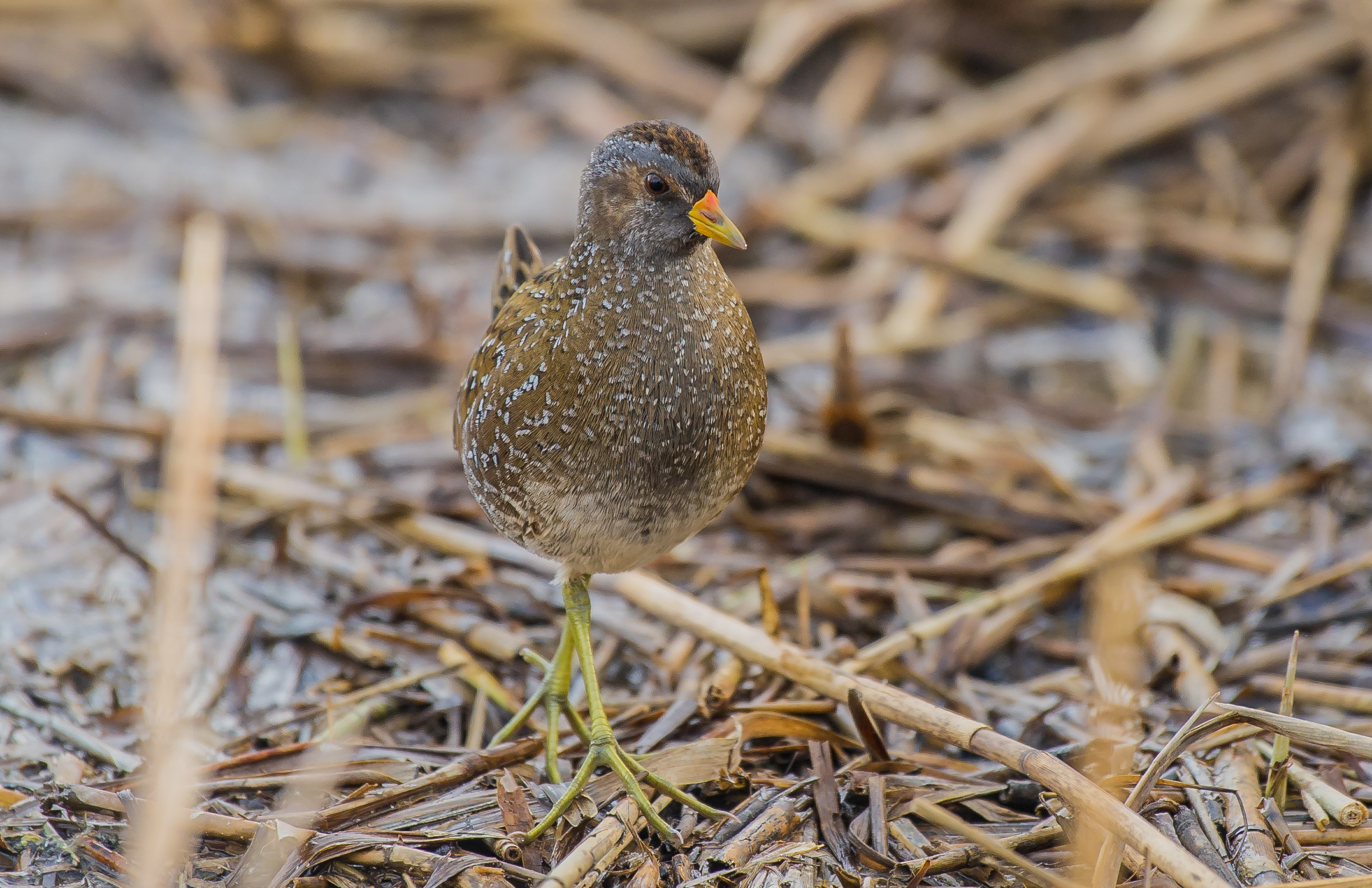 spotted crake