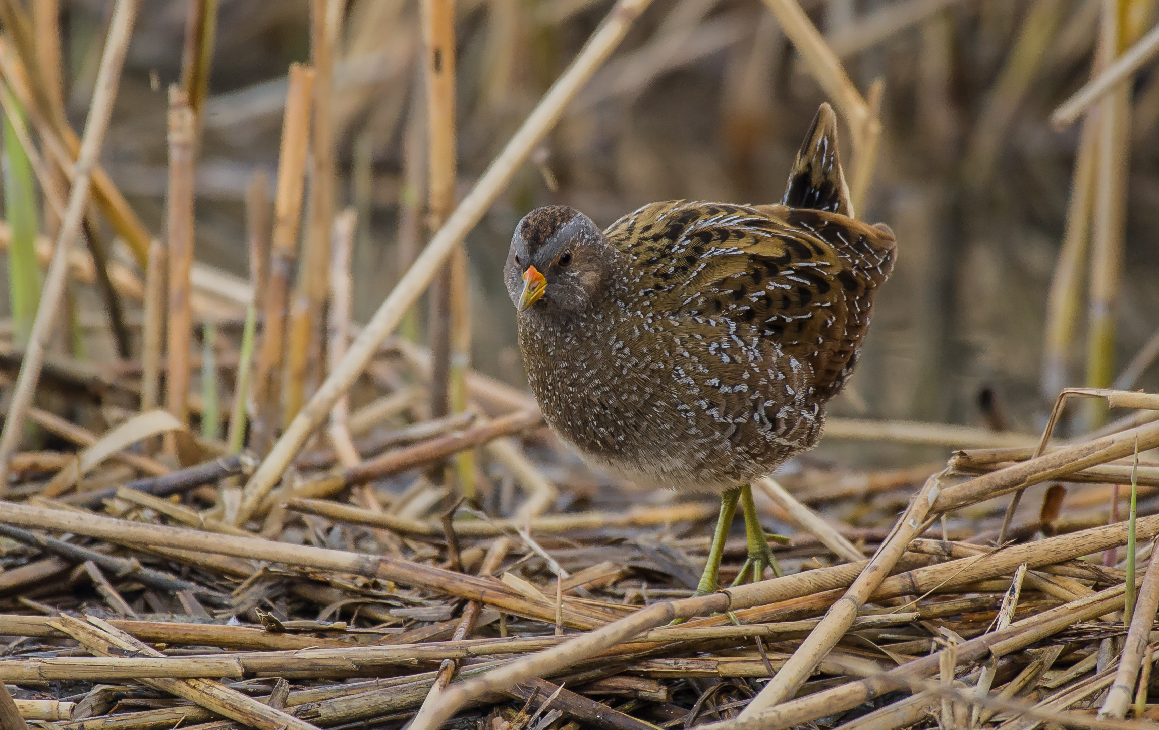 spotted crake