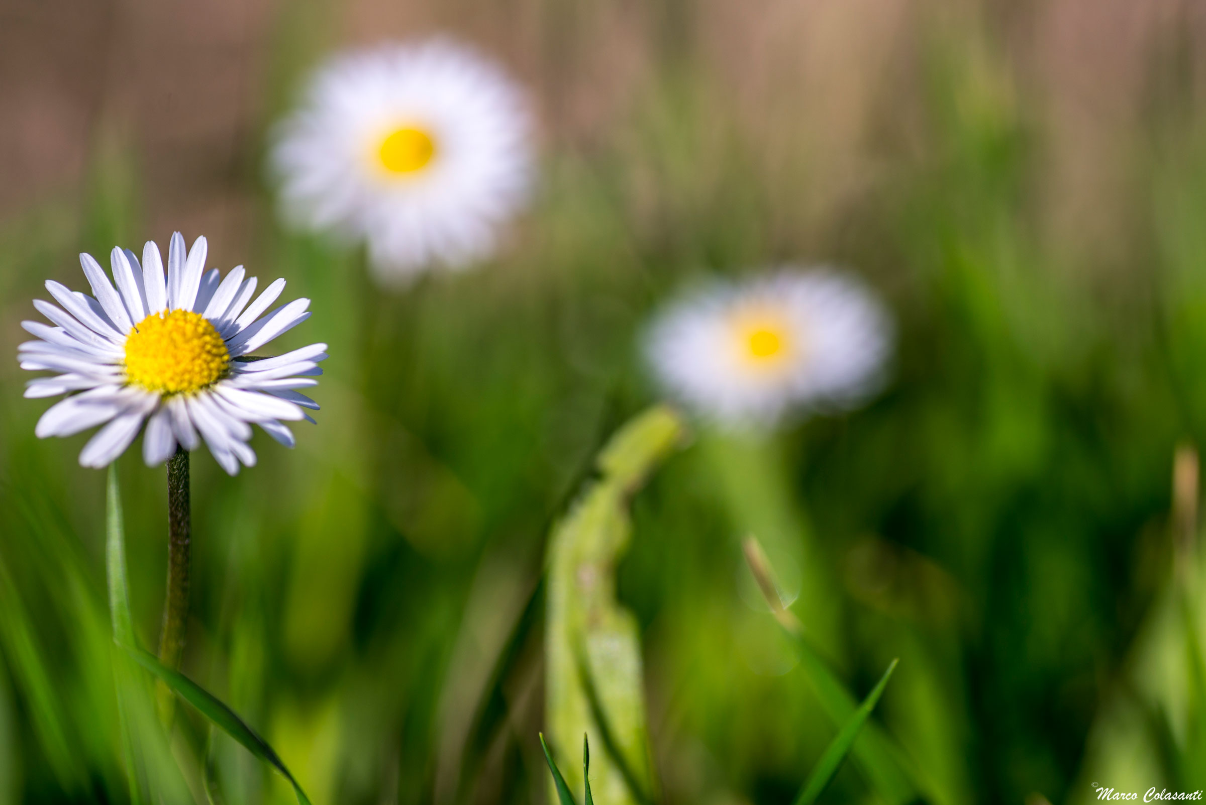 I Primi colori della Primavera