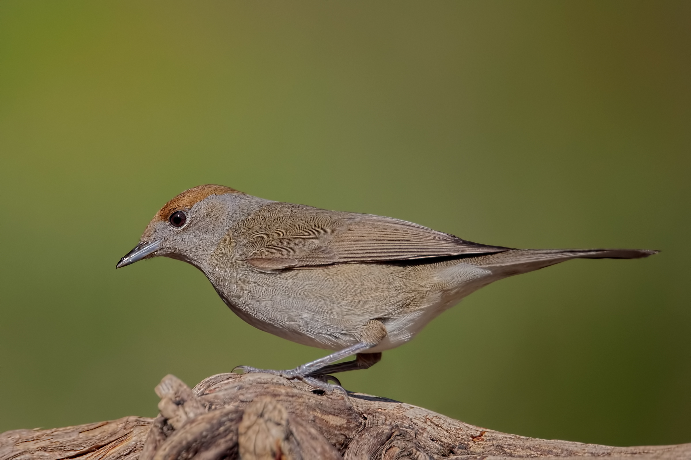 female blackcap