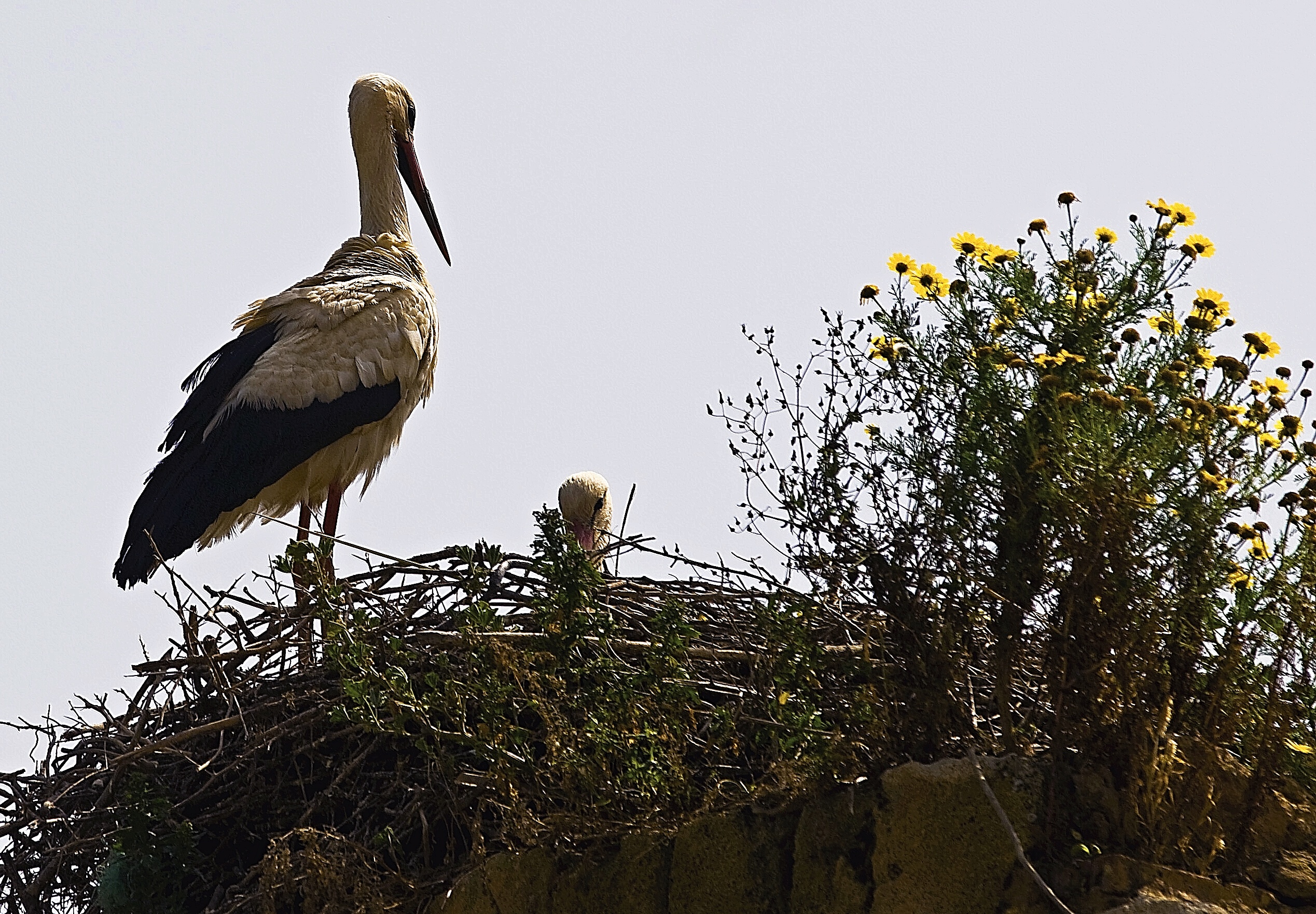 Stork