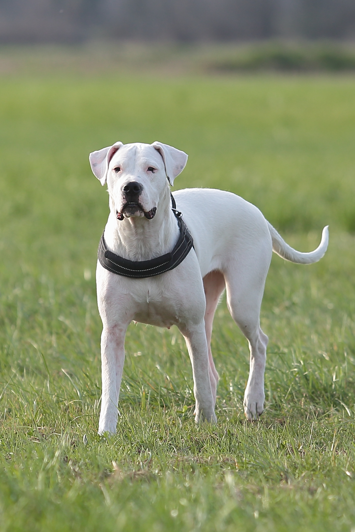 Mya ... Dogo Argentino