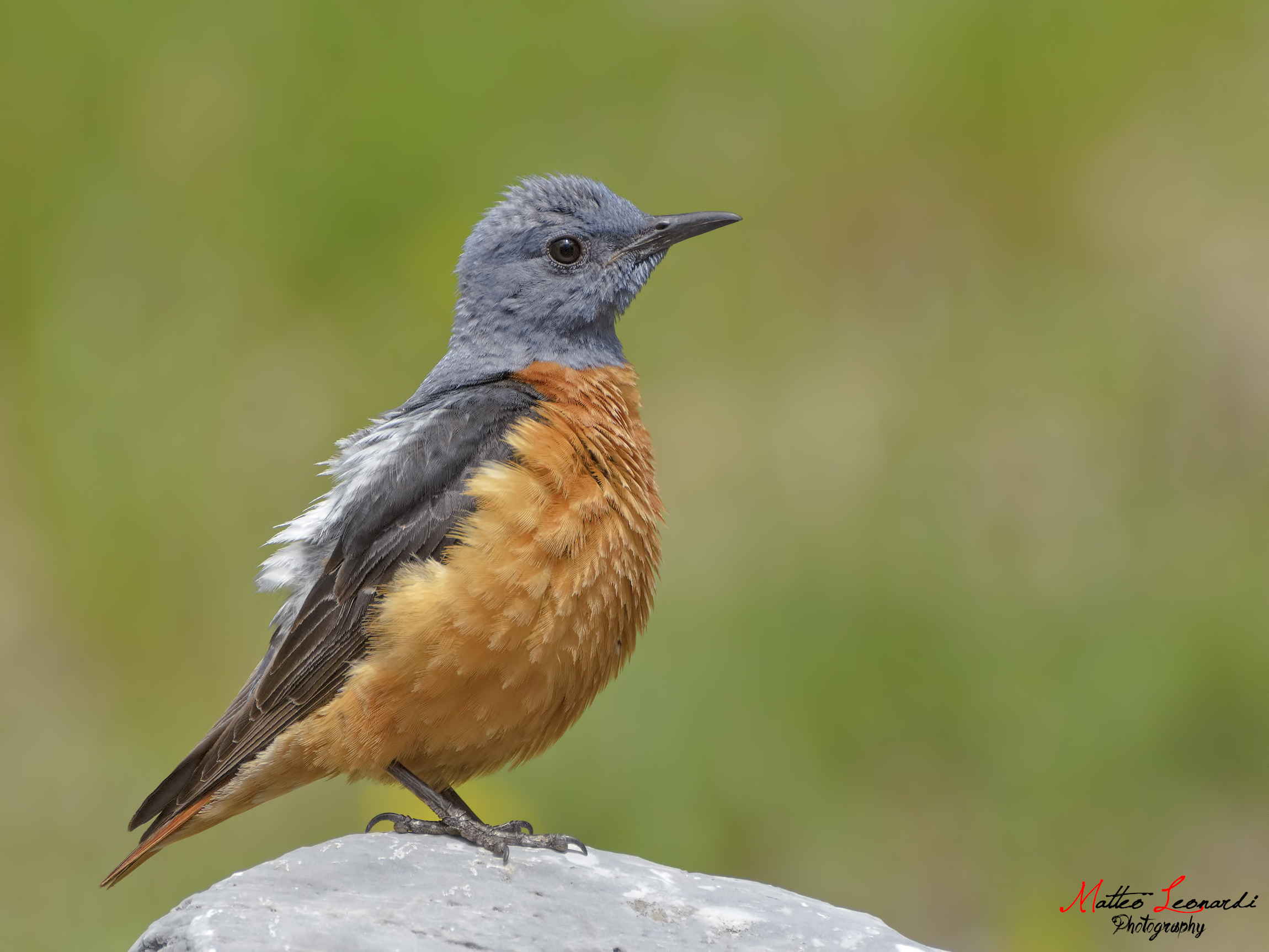 Male redstart - Apuan Alps